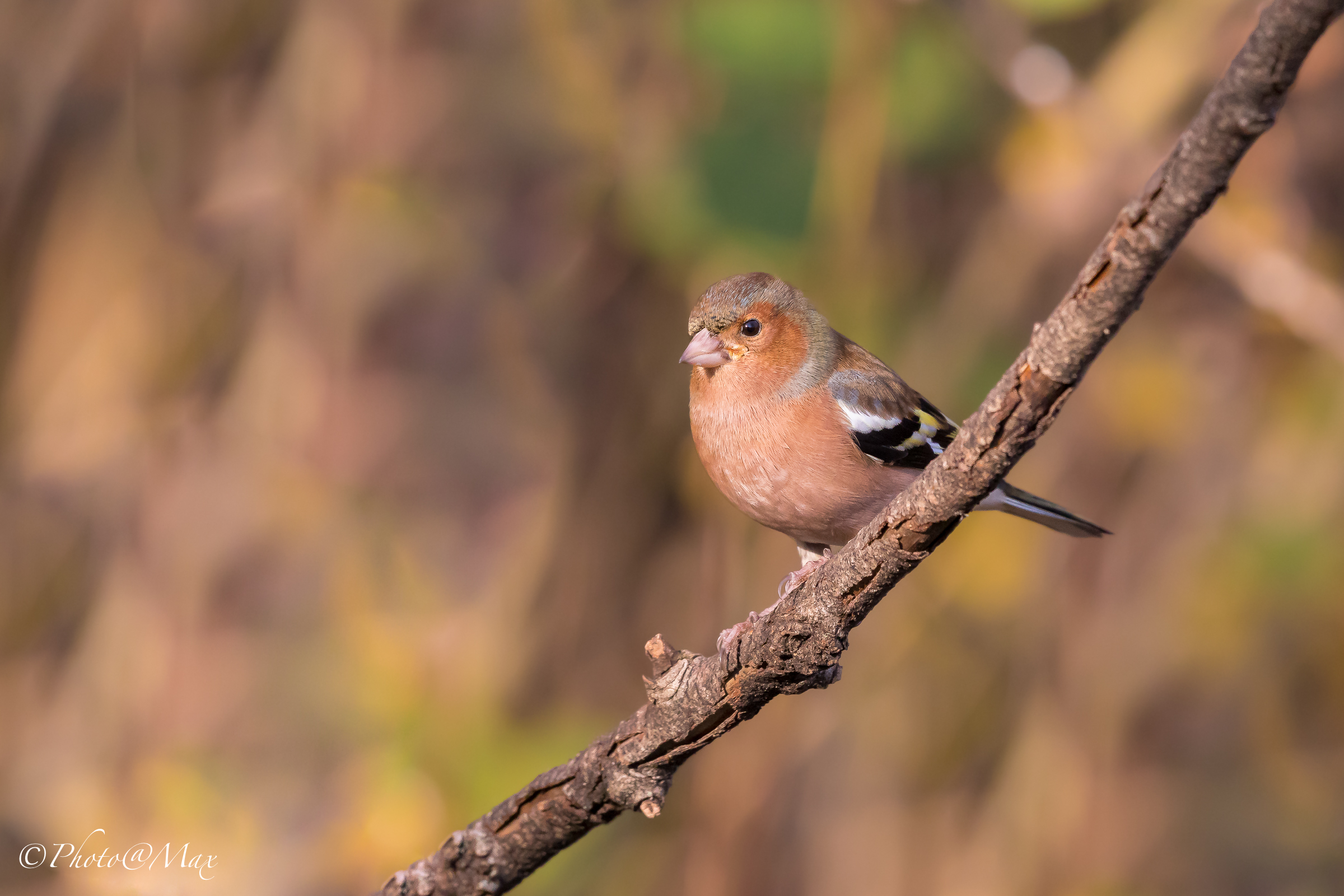 Un Fringuello in autunno