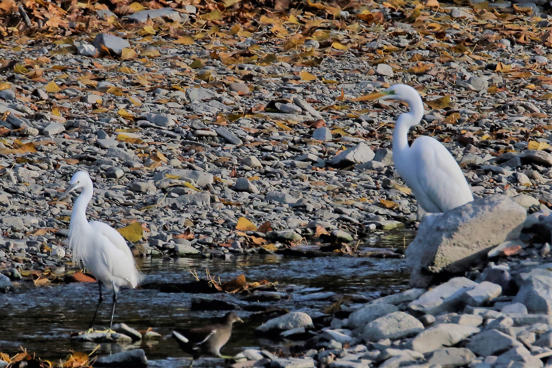 greater white vs egret