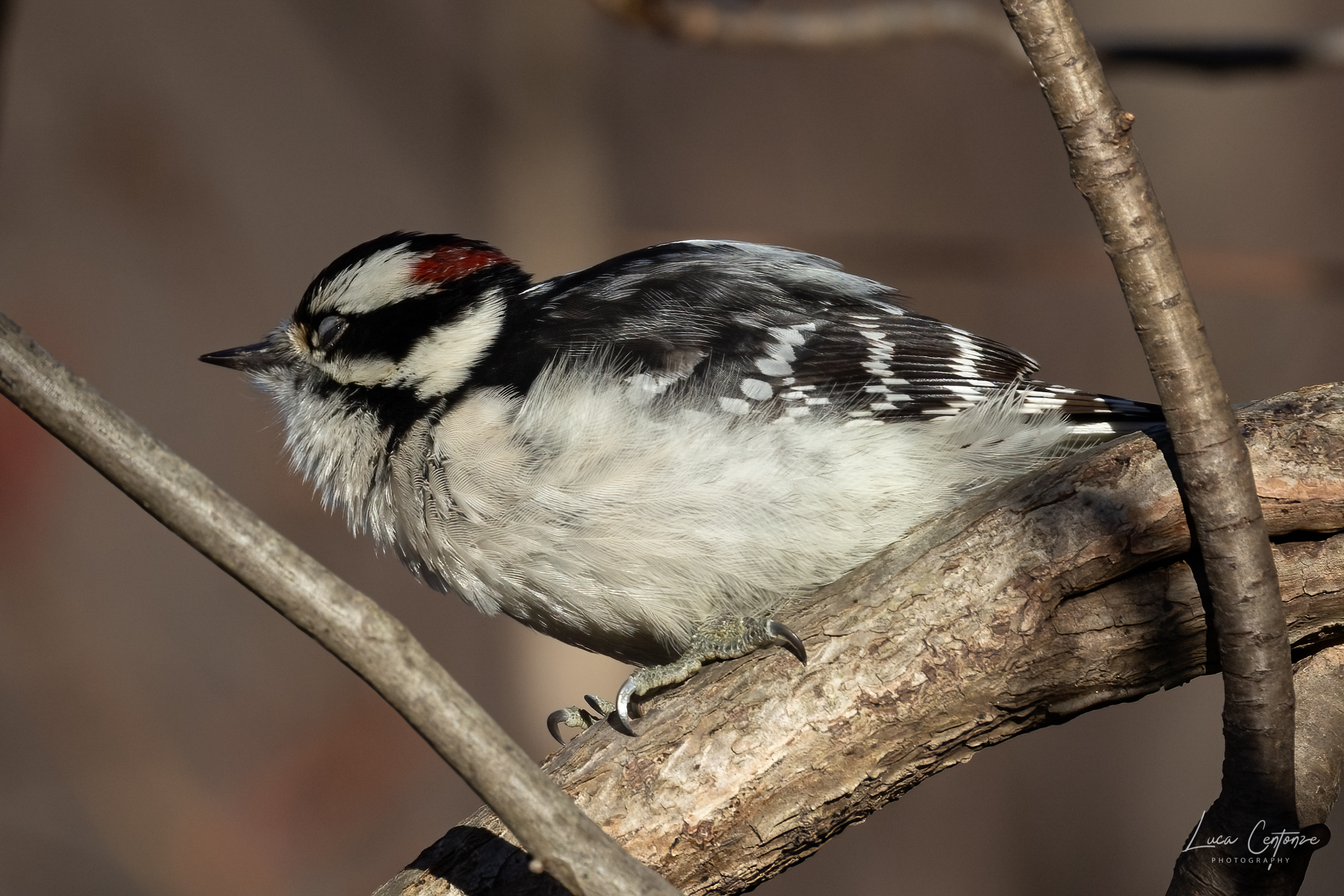 Downy Woodpecker (Dryobates pubescens)