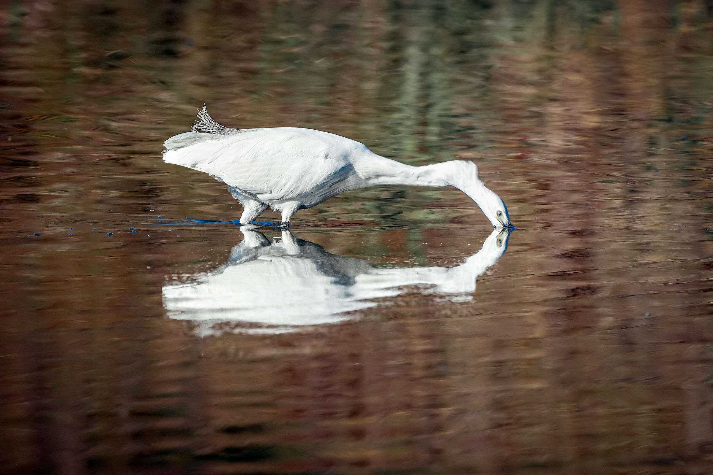 ... mirror