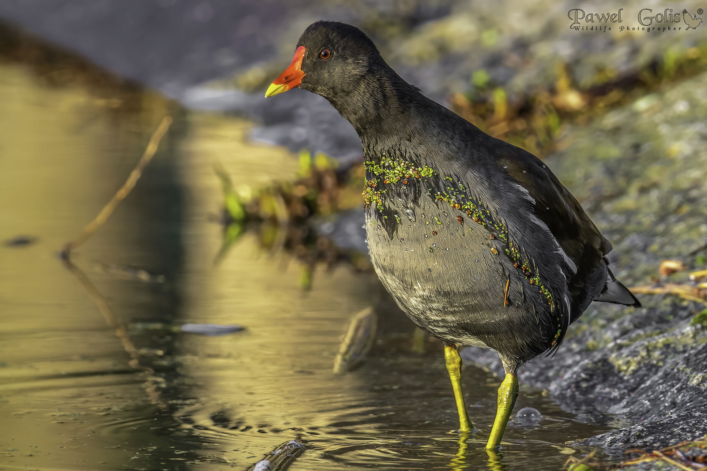 Gallinella d'acqua comune (Gallinula chloropus)