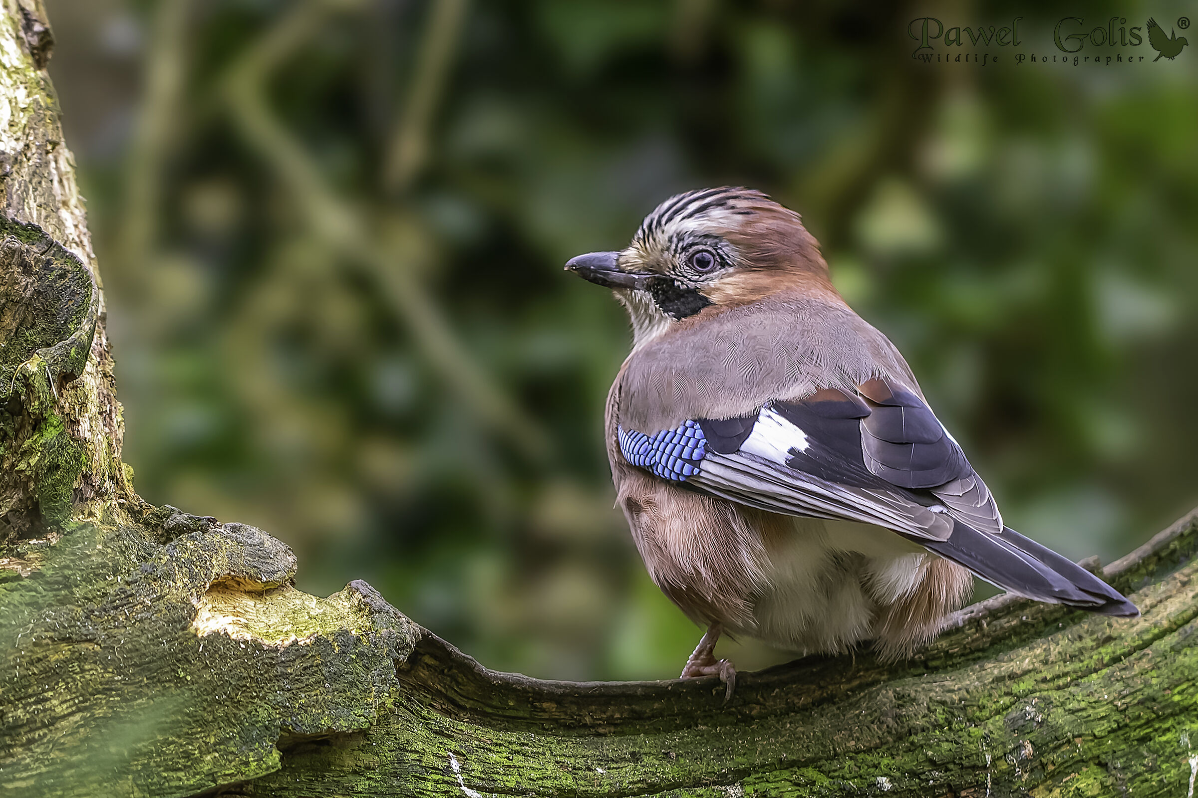 Ghiandaia eurasiatica (Garrulus glandarius)