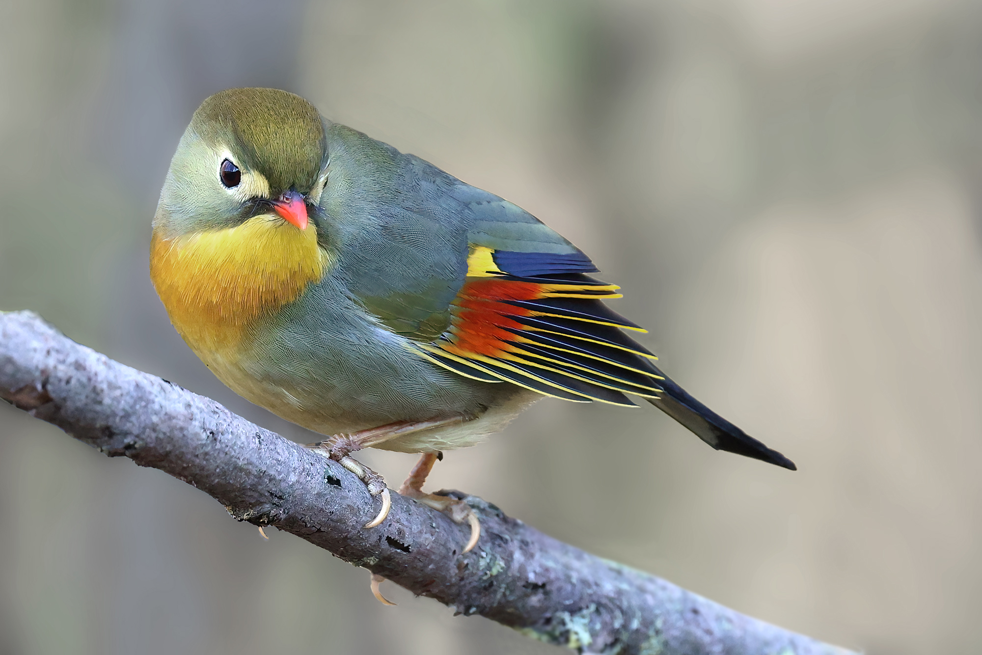 Japanese Nightingale