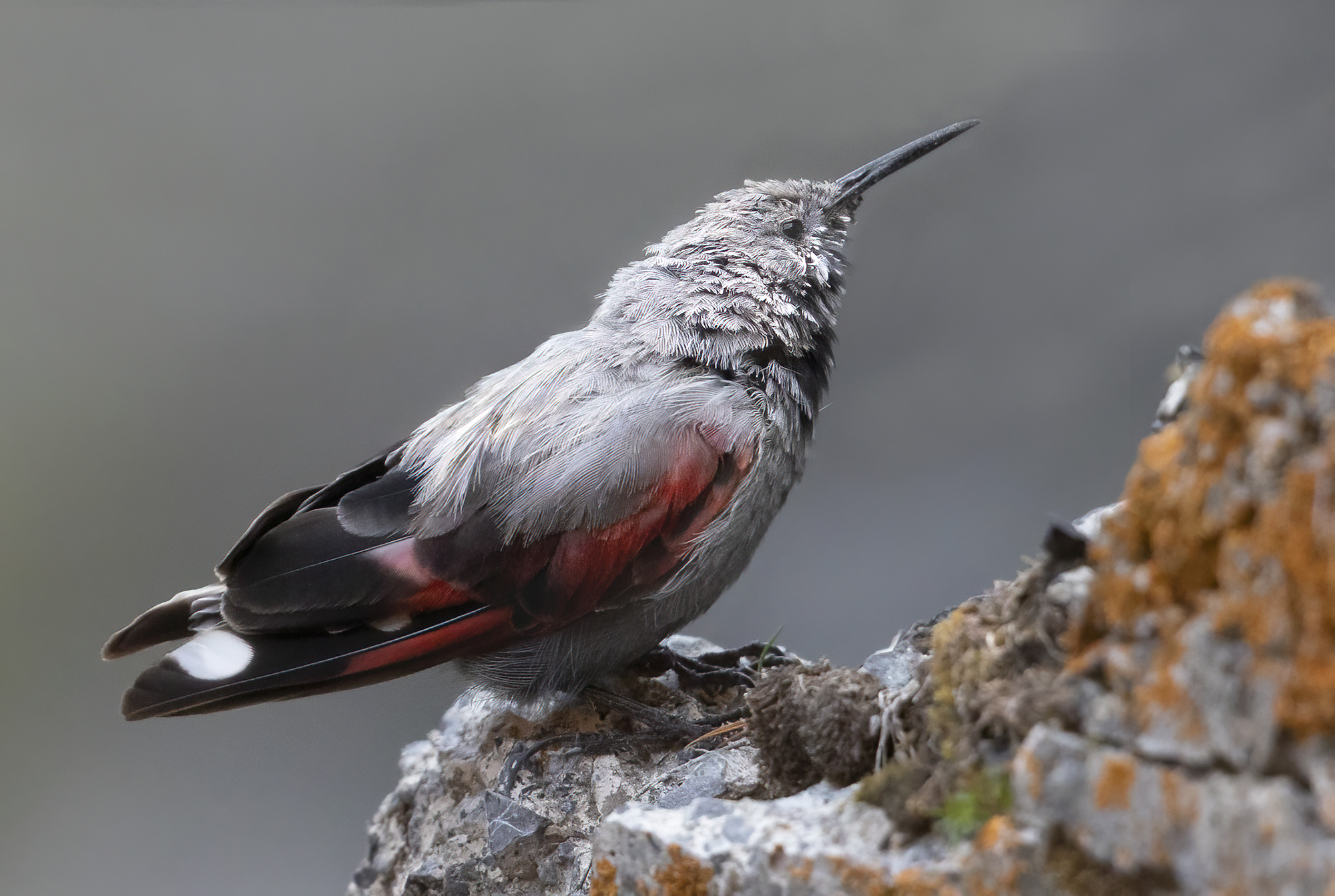 picchio muraiolo maschio adulto in livrea