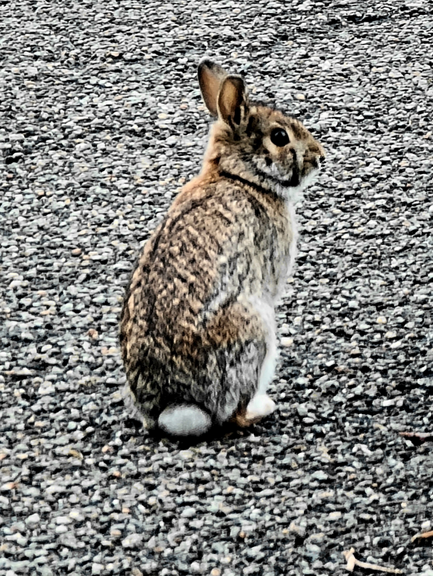 "Catturato" in giardino
