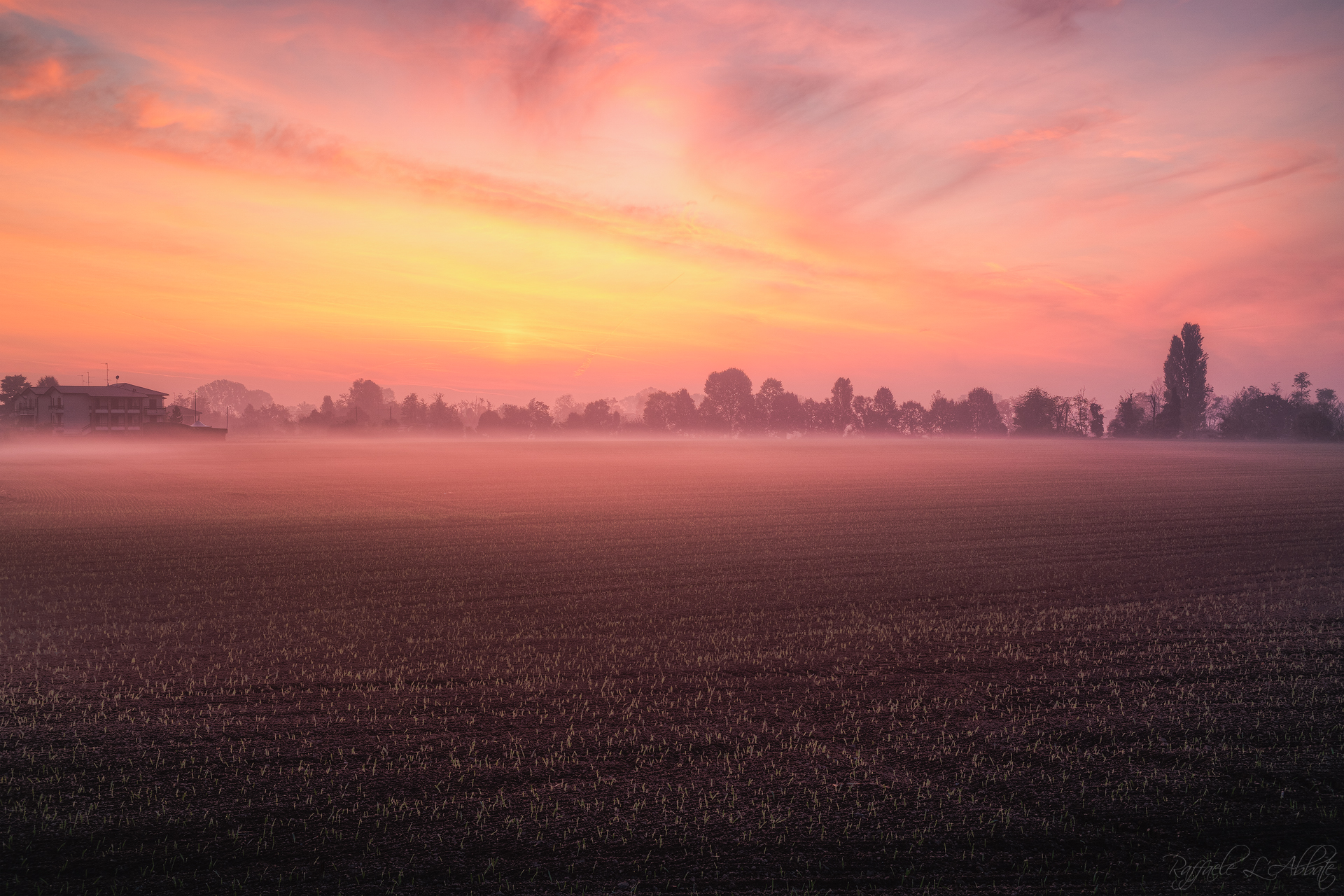 Alba e Nebbia sui prati coltivati