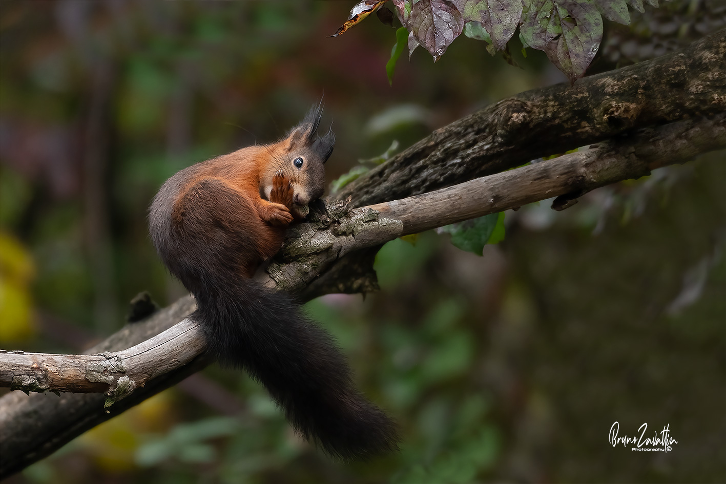 Red squirrel