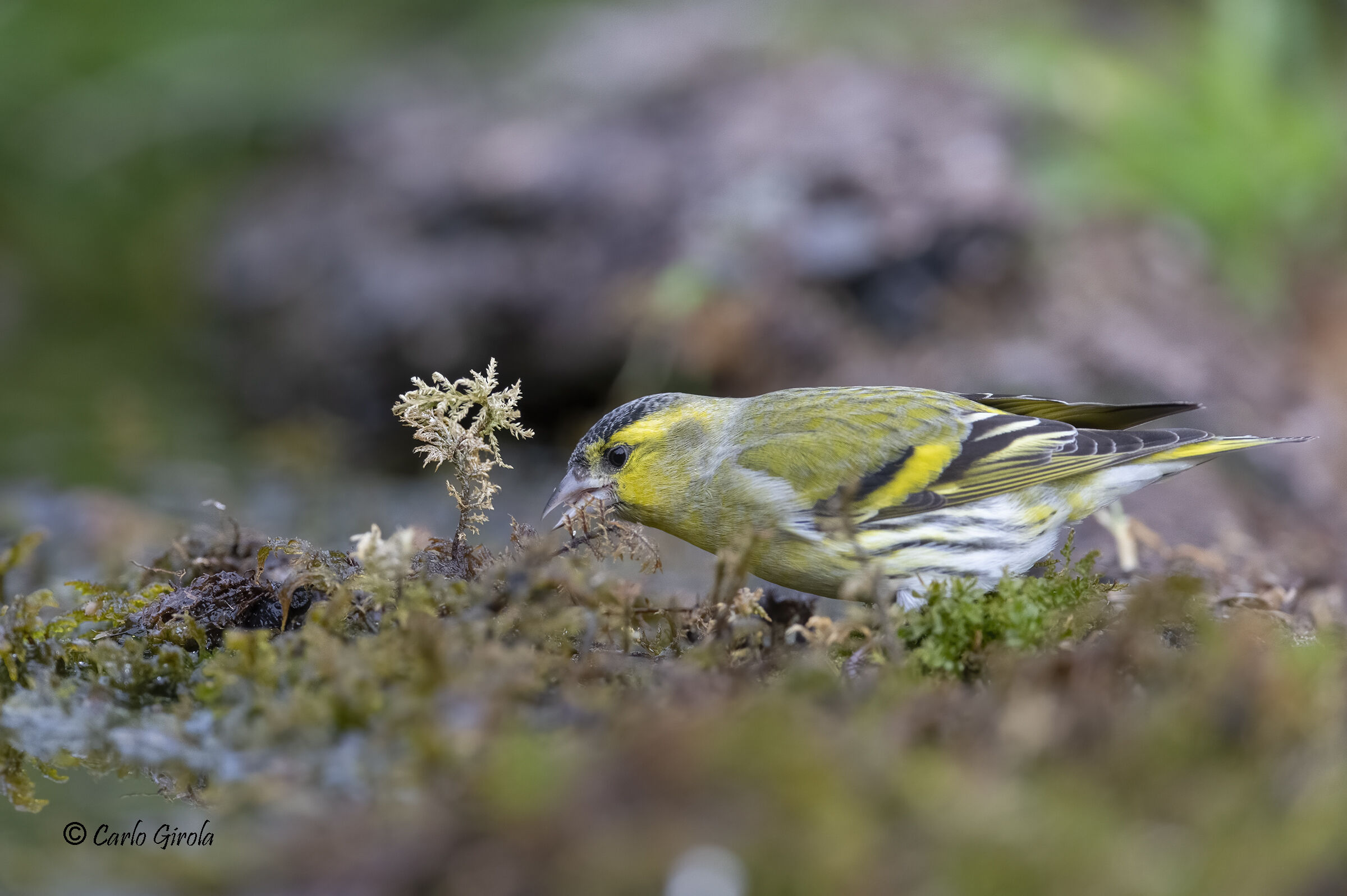 Lucherino  ( Carduelis spinus)