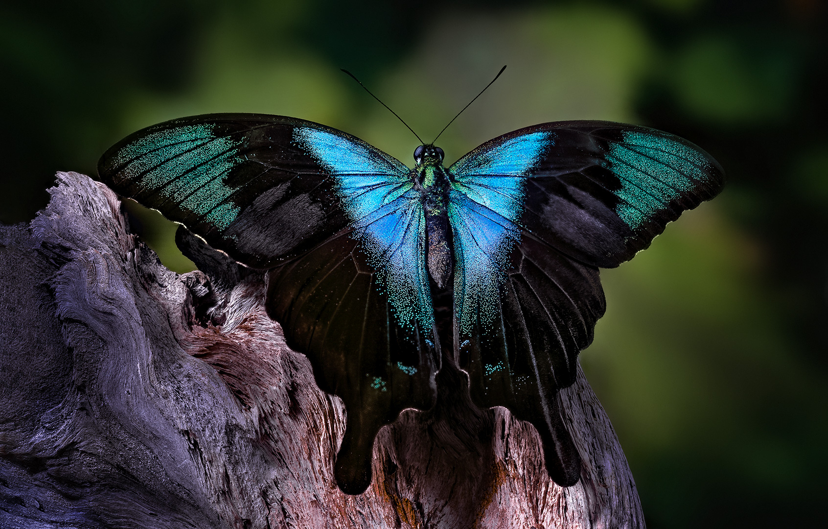 Papilio peranthus Kransi (Muna)