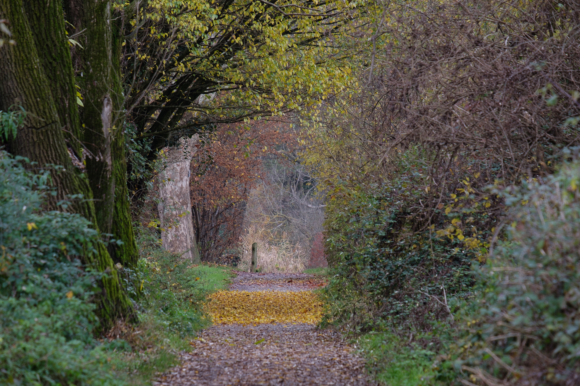 Suggestioni impressioniste_1