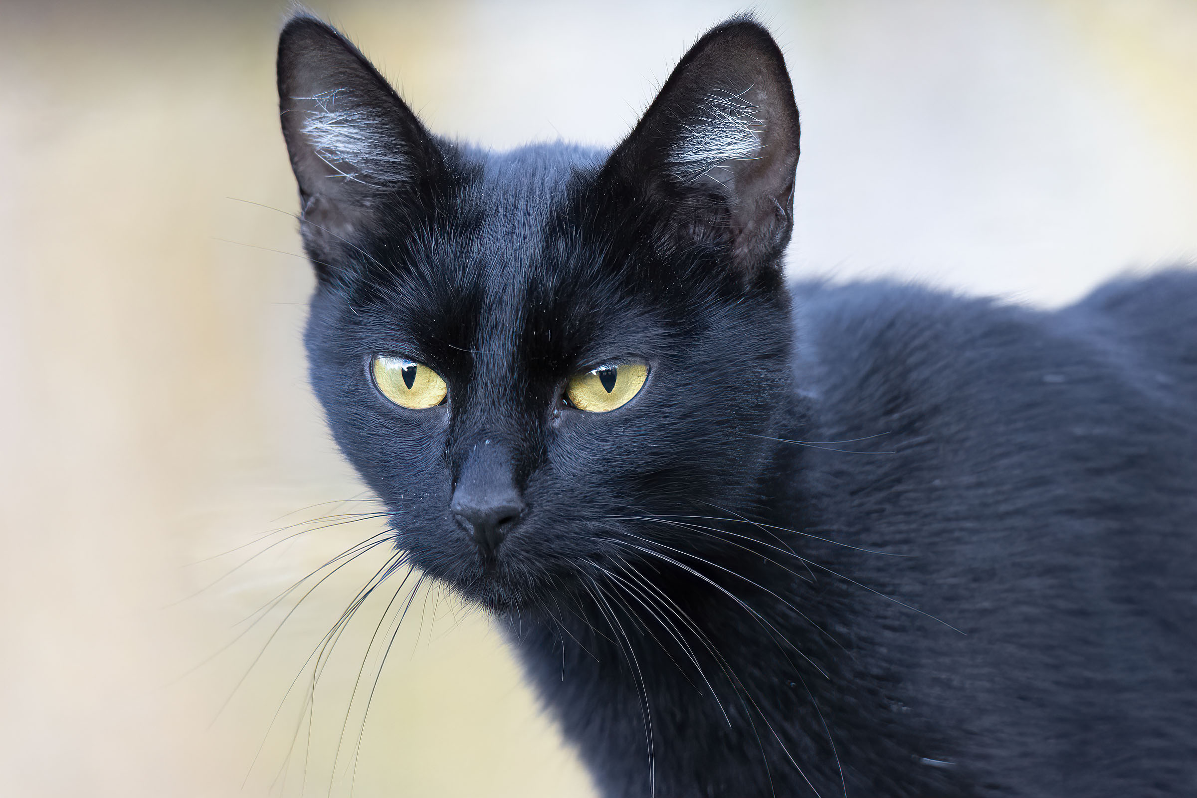 Appassionato di Avifauna