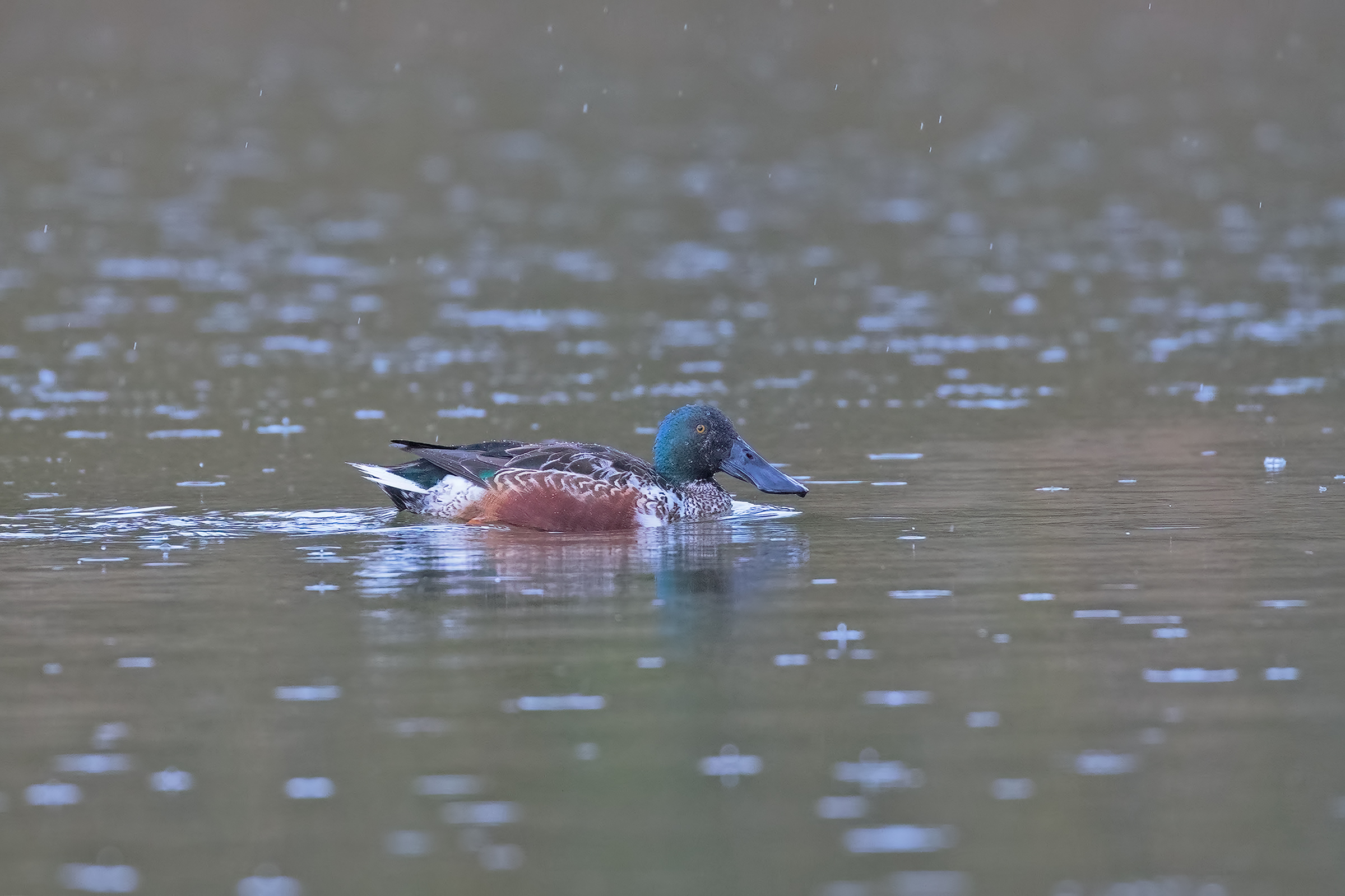 Mestolone Maschio sotto la Pioggia