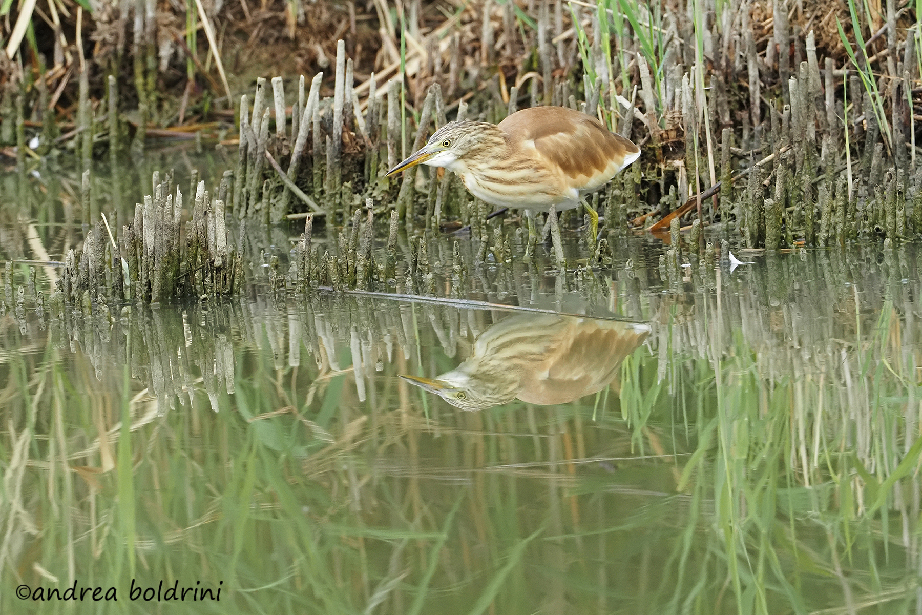 Squacco heron