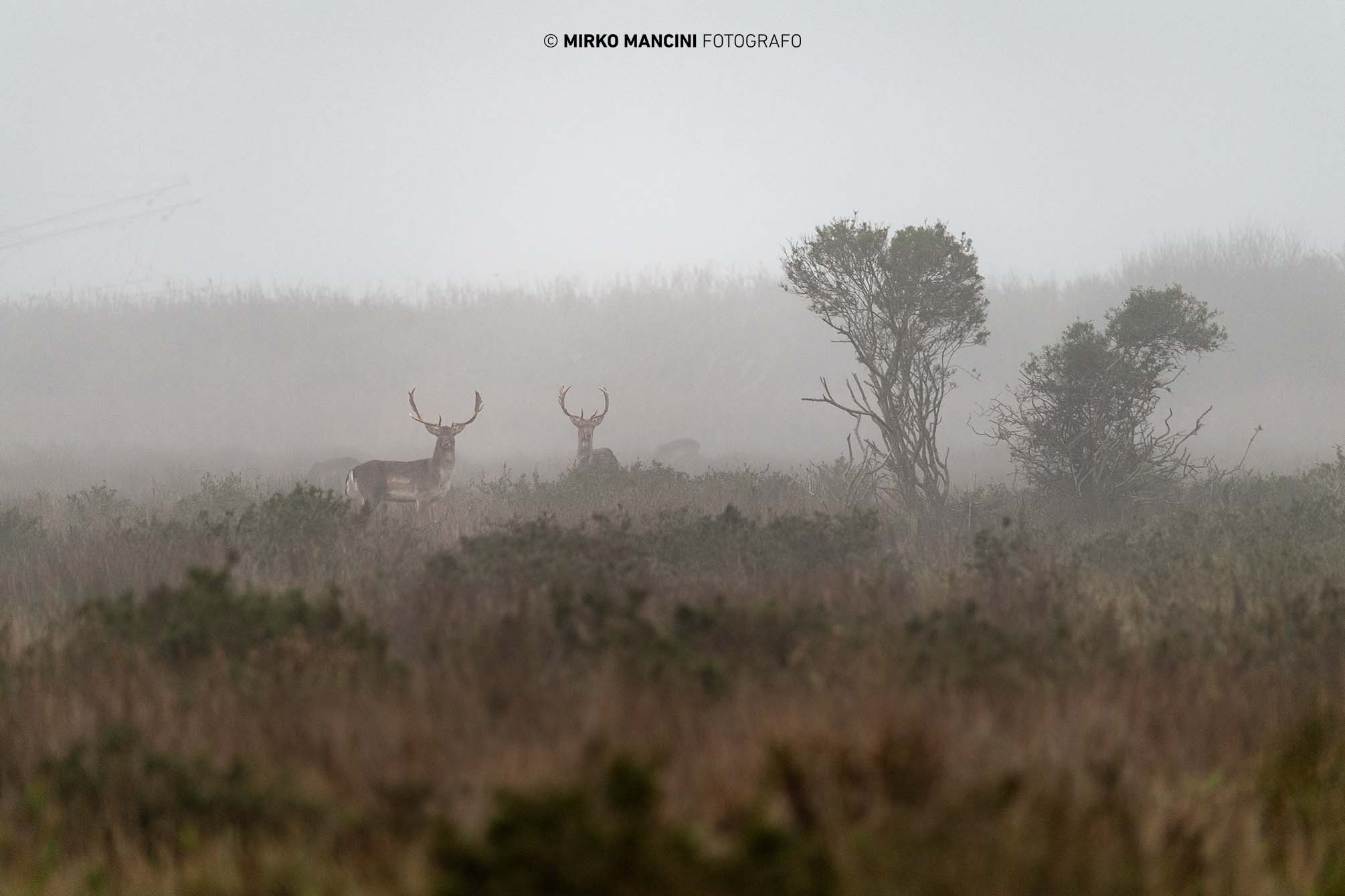 Autumn atmosphere - Fallow deer