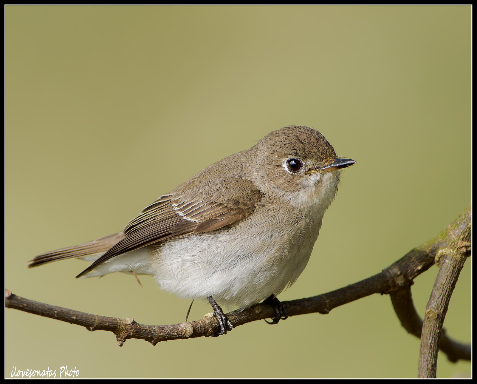 Asian Brown Flycatcher