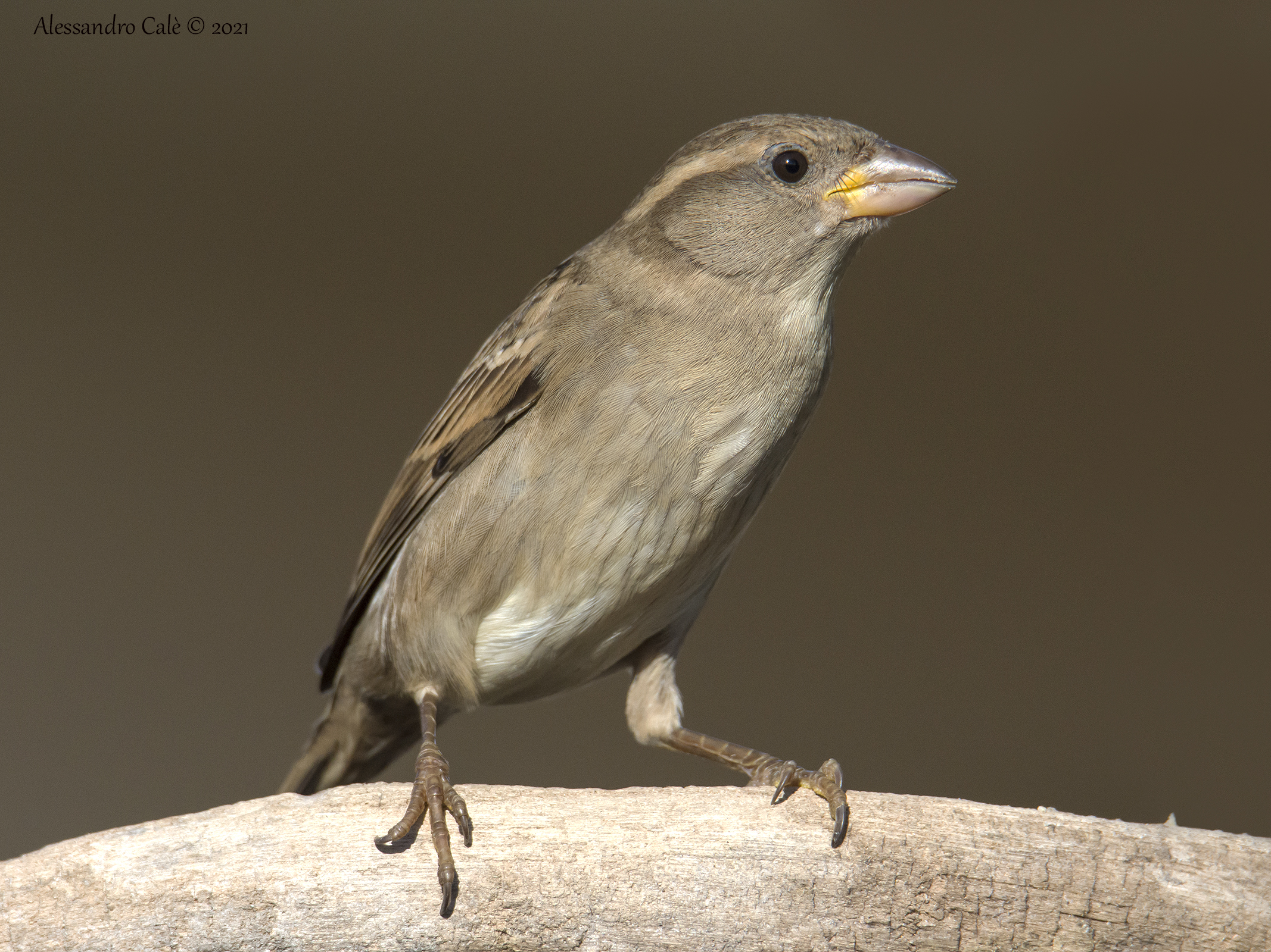 Passer domesticus (Passera domestica) 1065