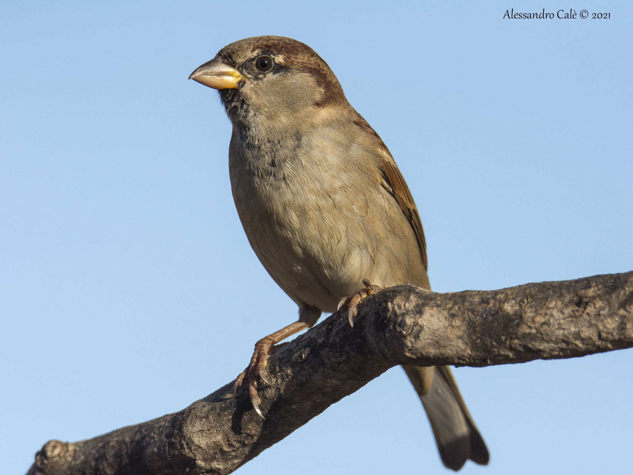 Passer domesticus (Passera domestica) 0540