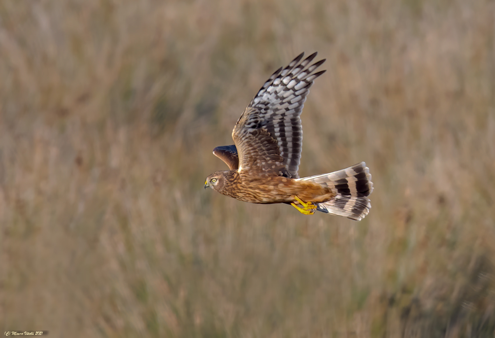 Harrier (Circus cyaneus)