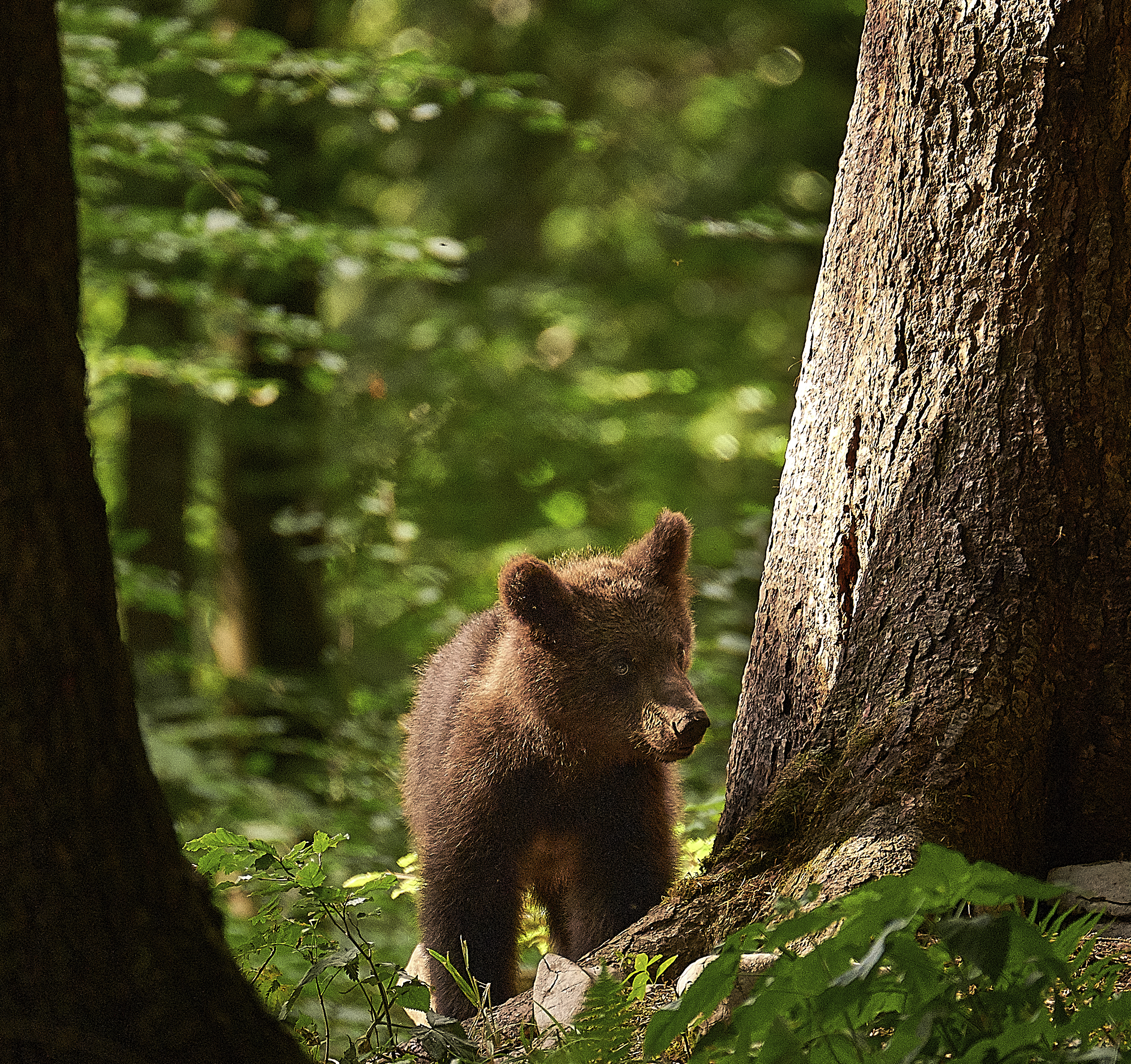 cucciolo in esplorazione...