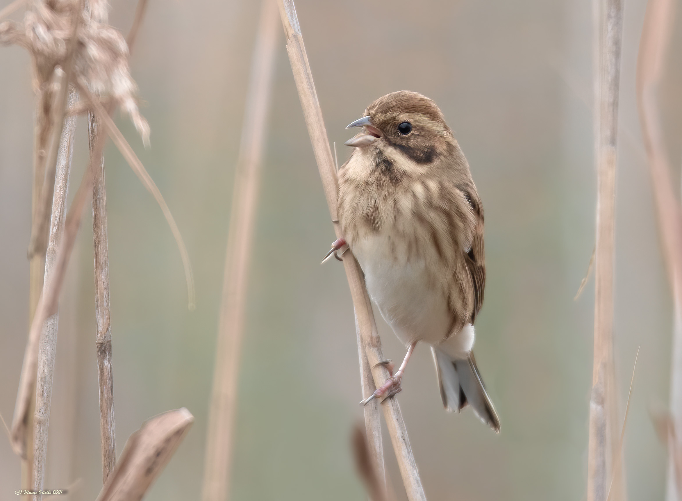 Marsh Migliarino (Emberiza shoeniclus)