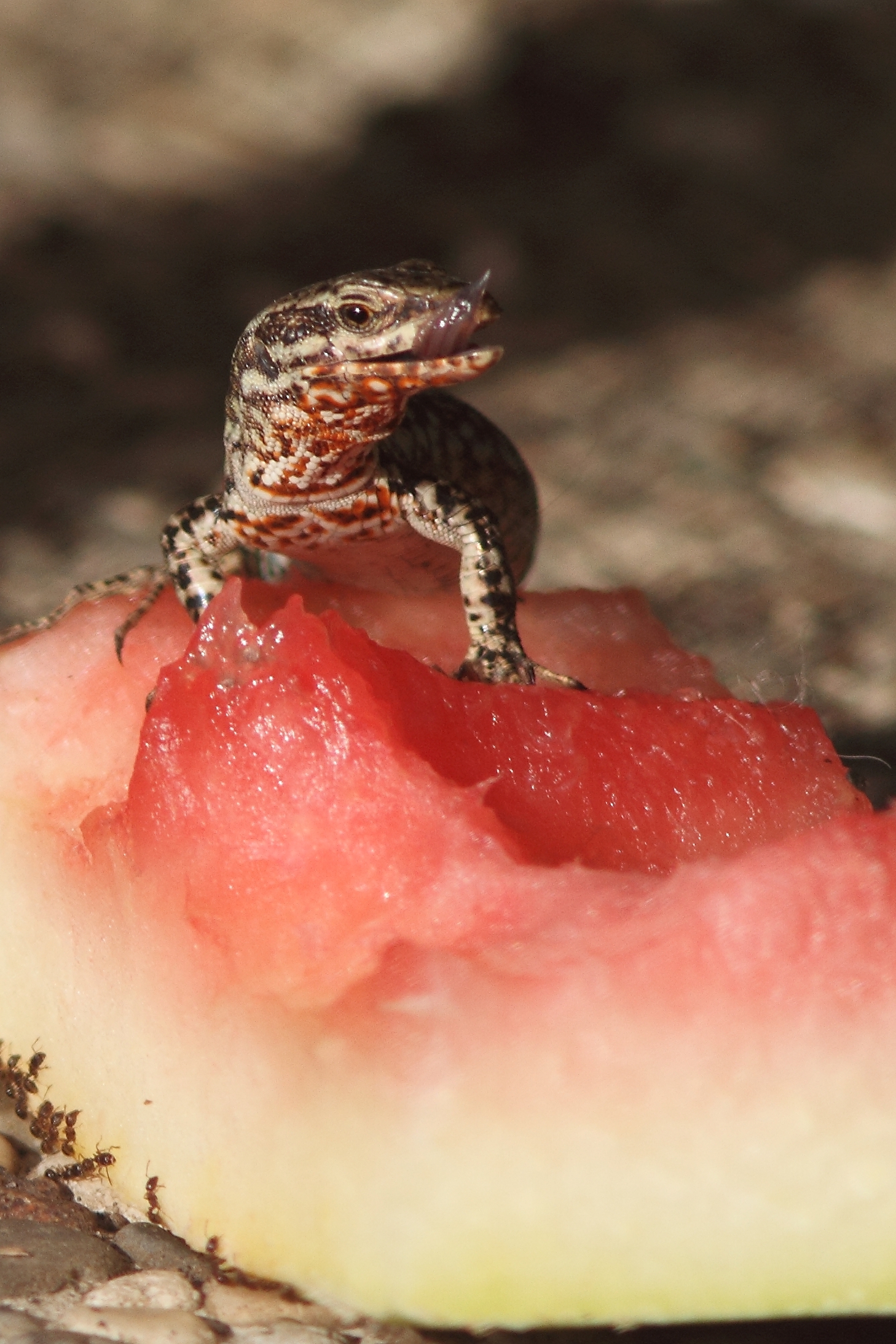 Lizard and watermelon