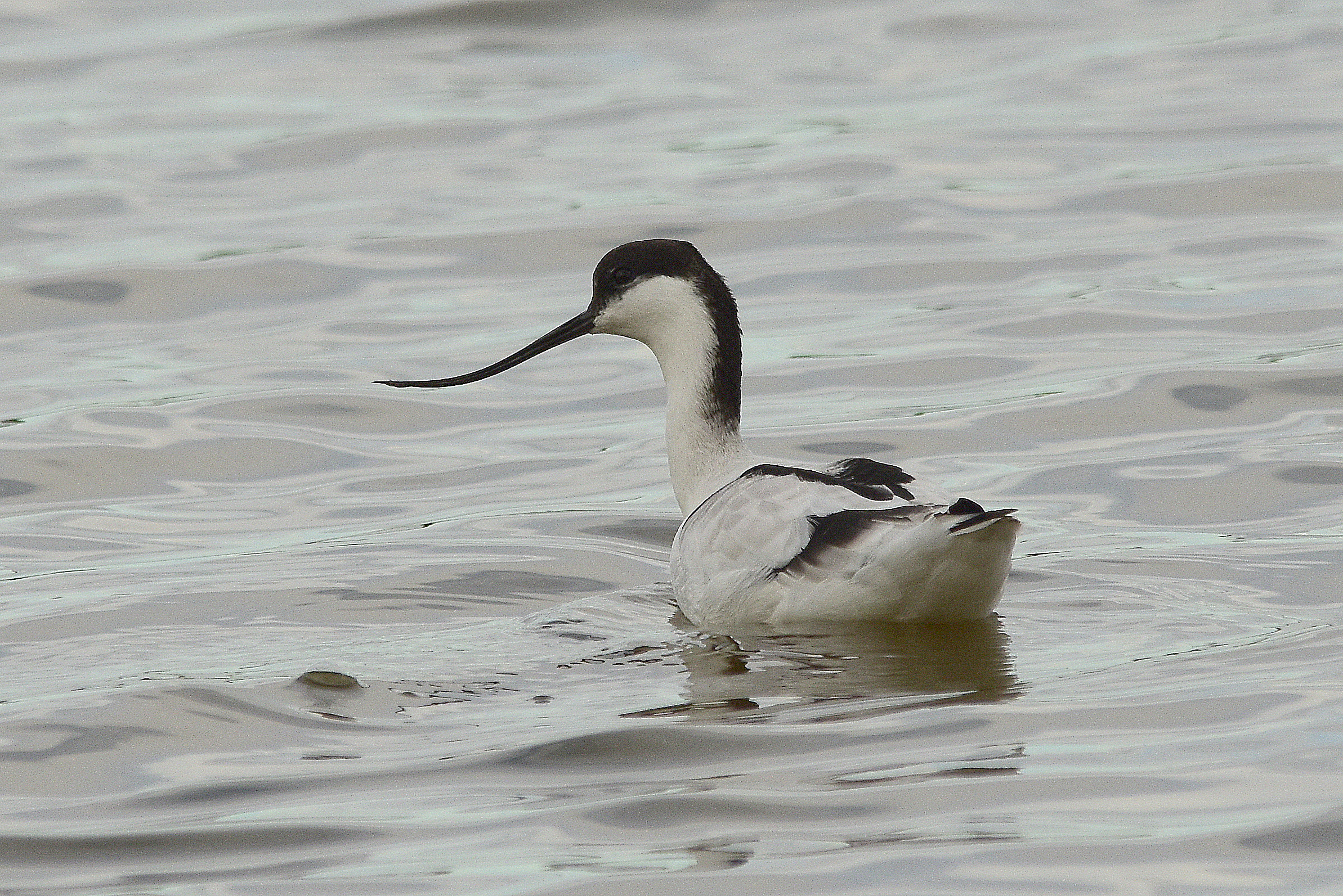 Avocetta
