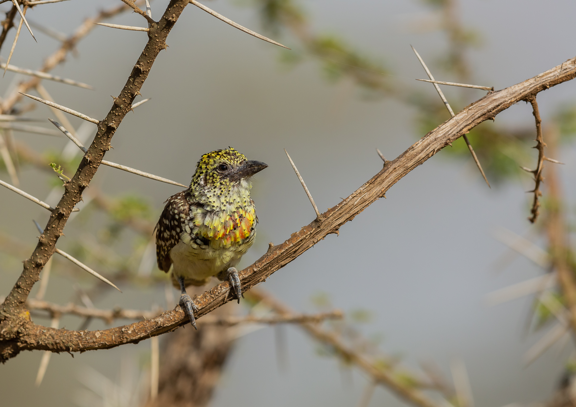 Occhio alle spine!!!!!