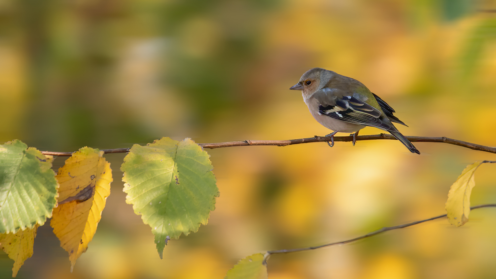 Chaffinch