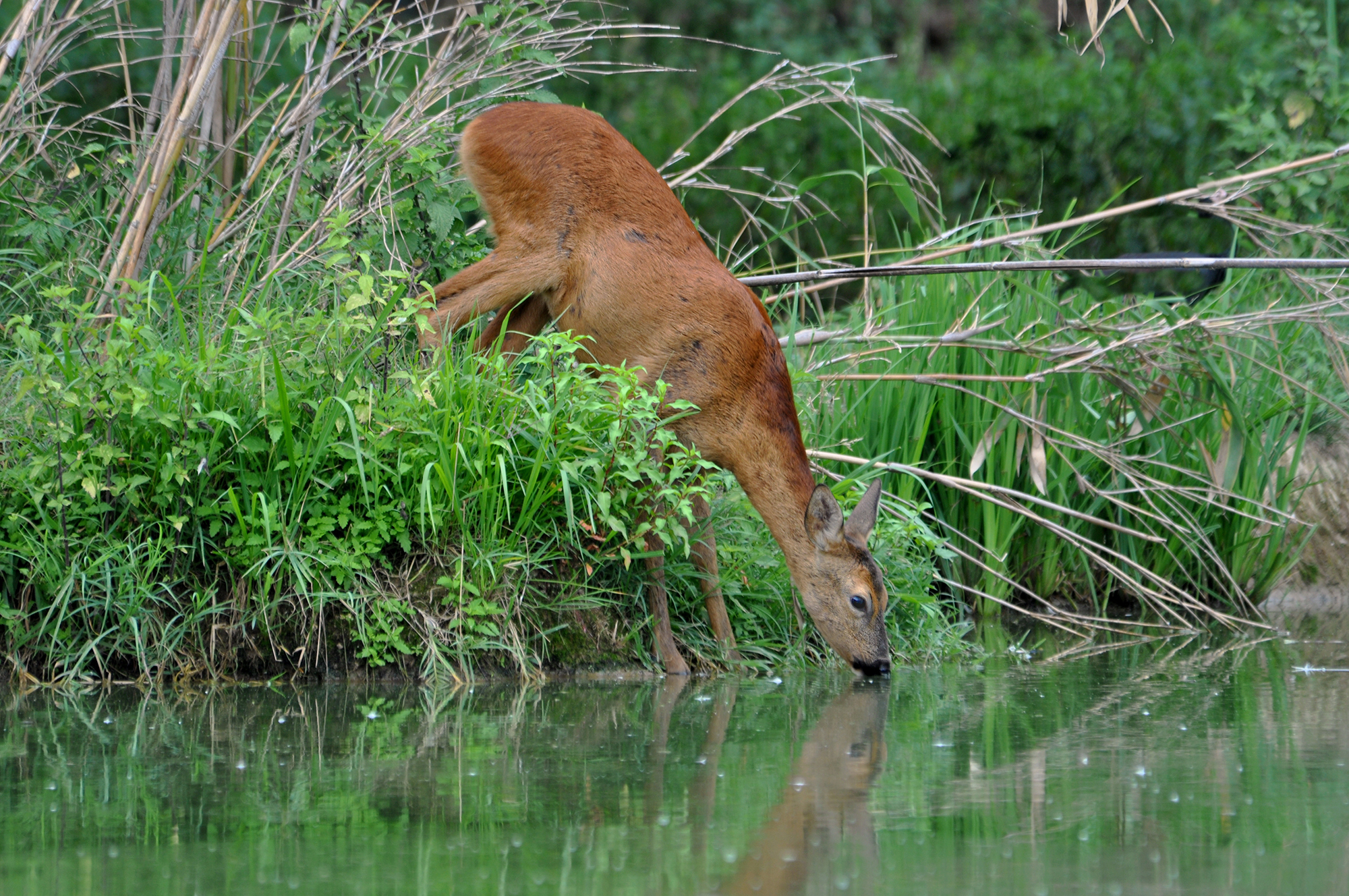 l'abbeverata del capriolo