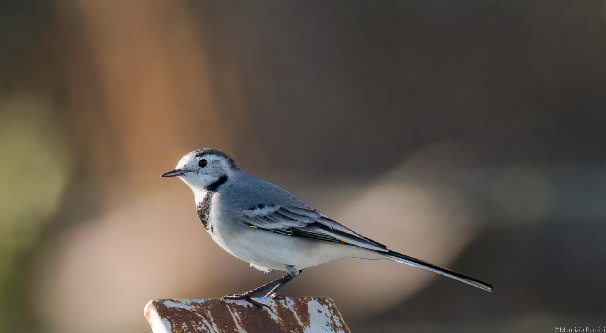 White wagtail
