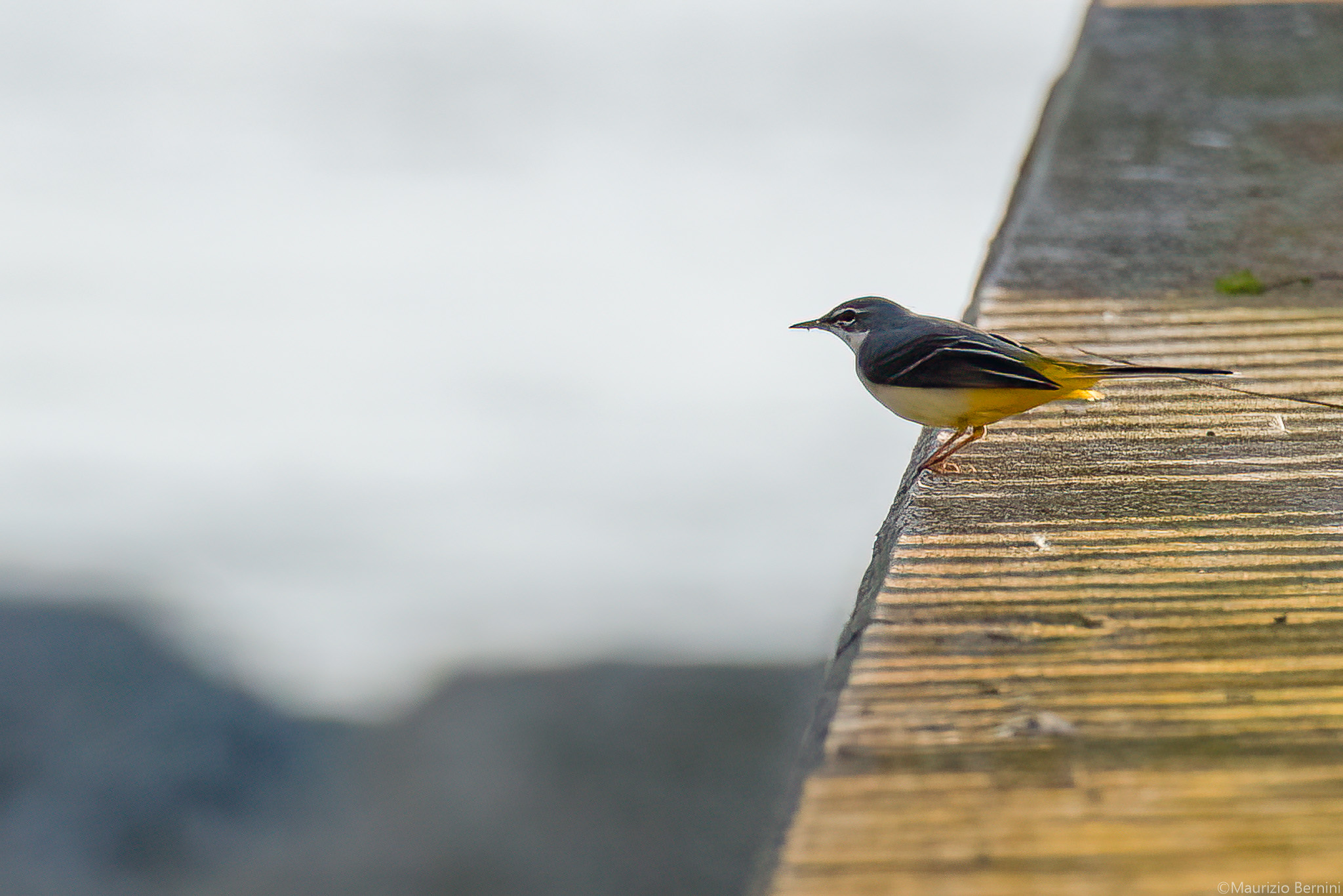 Grey wagtail