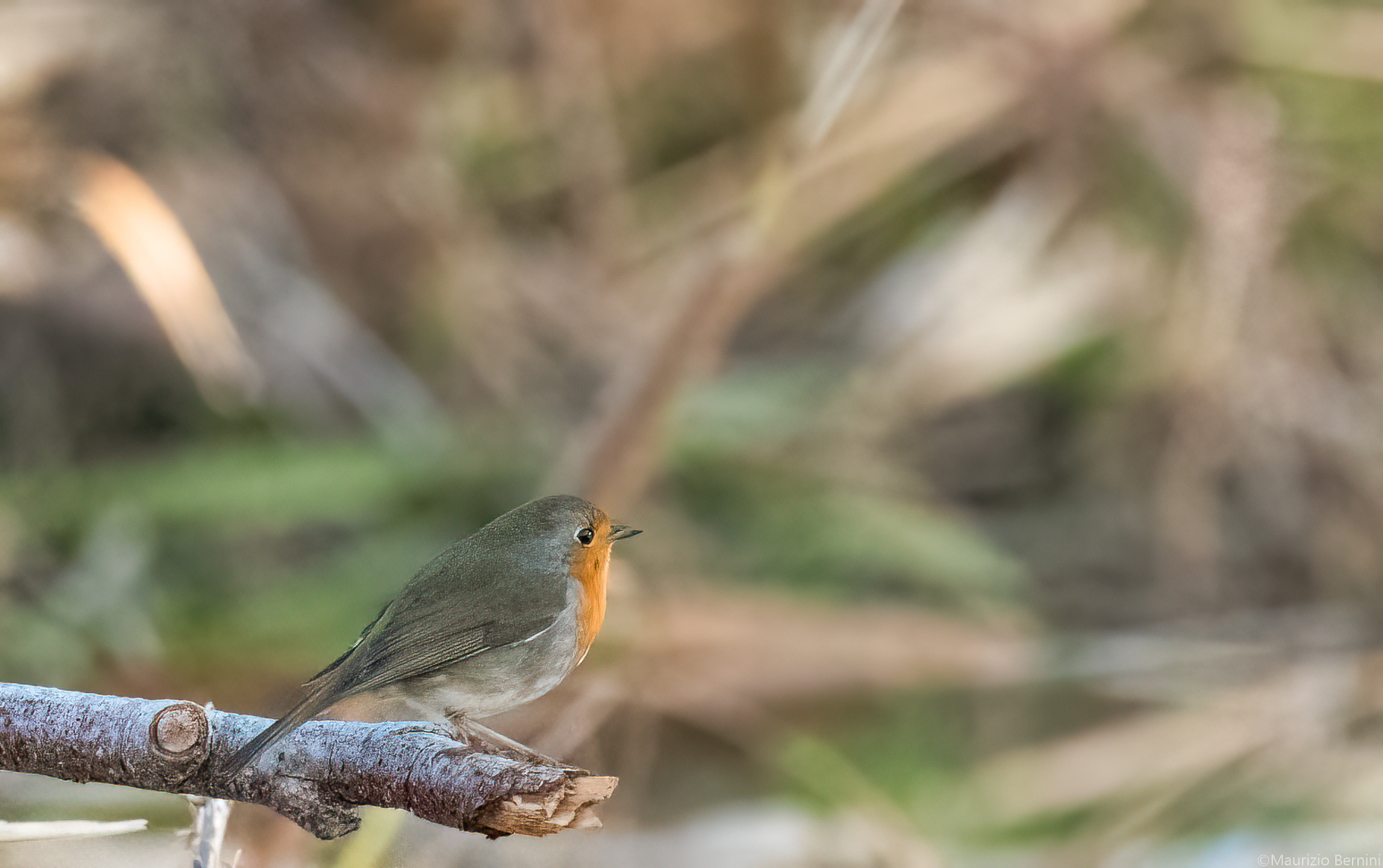 Robin