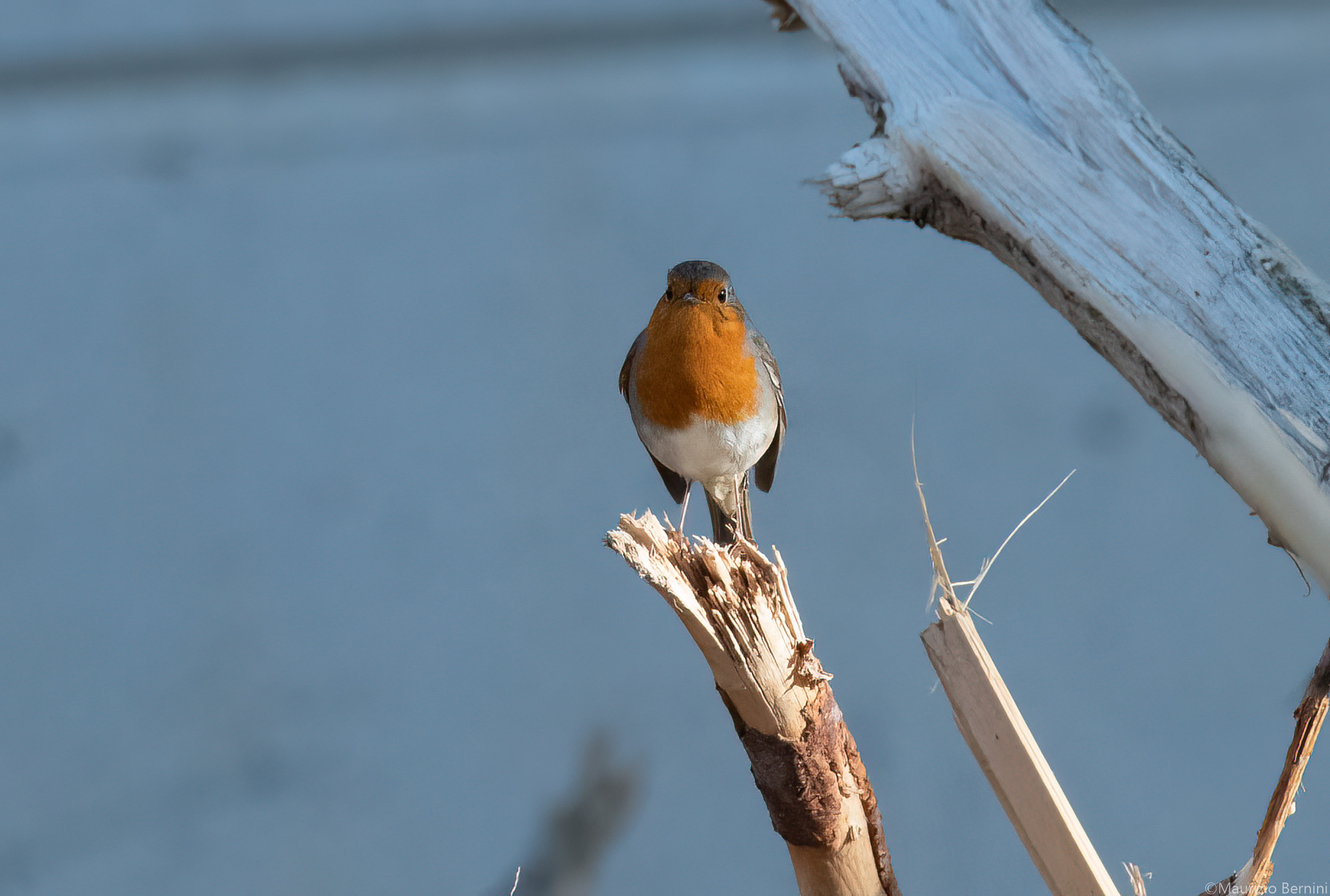 Robin