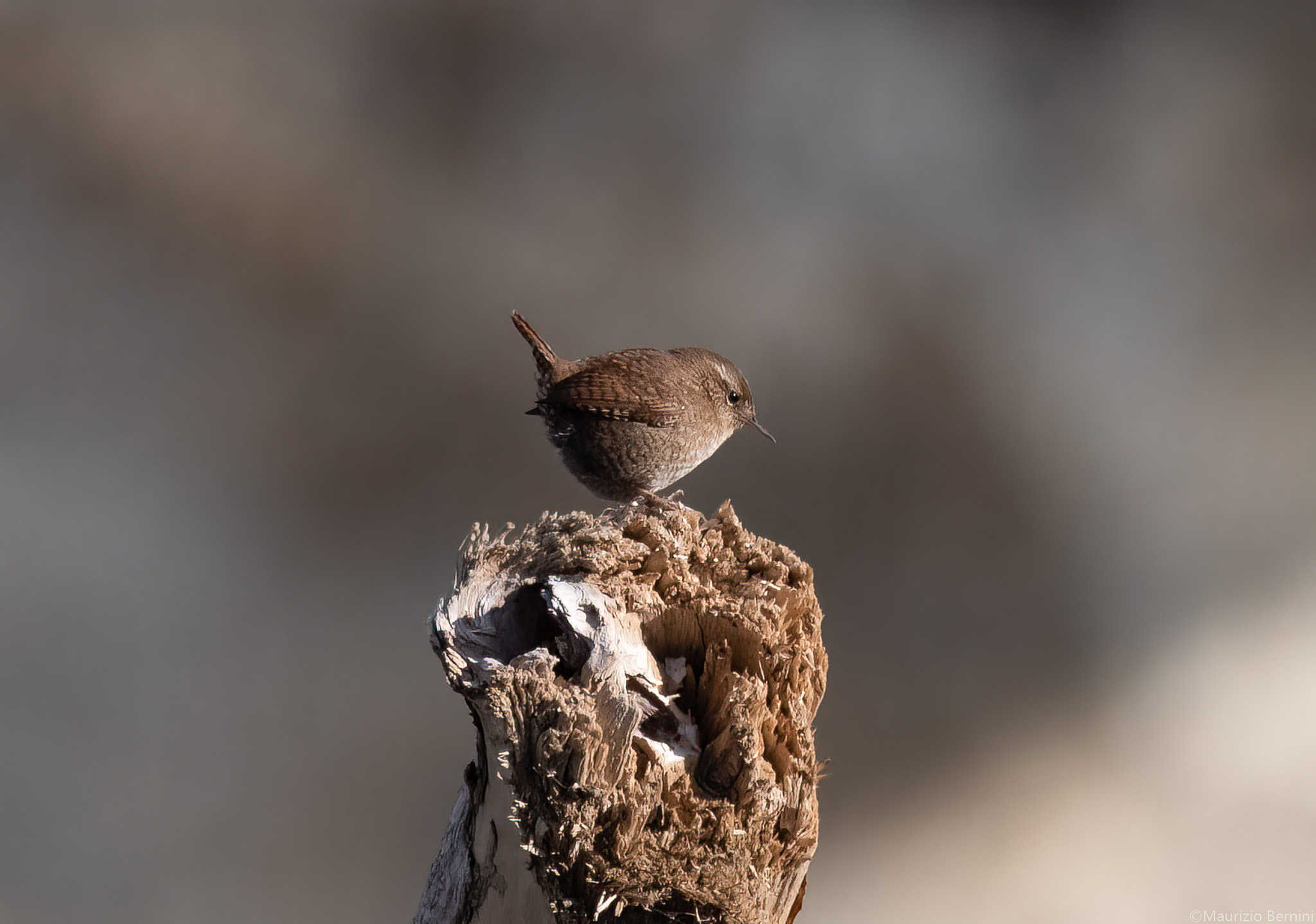 wren