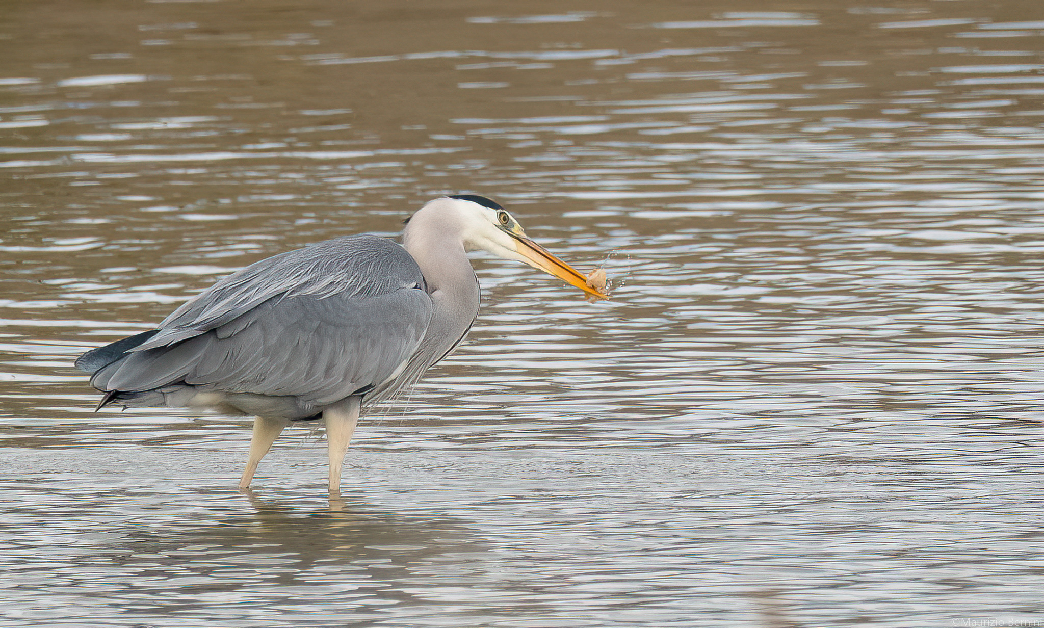 Grey heron with prey