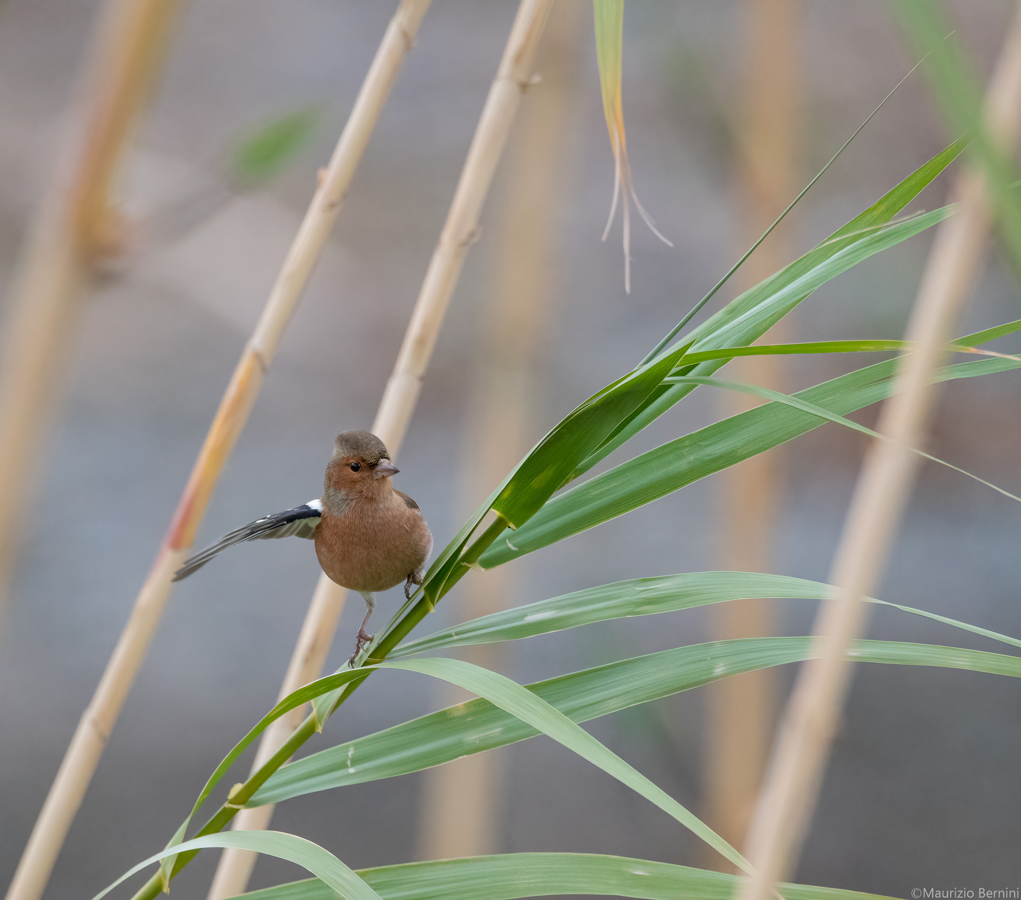 Chaffinch