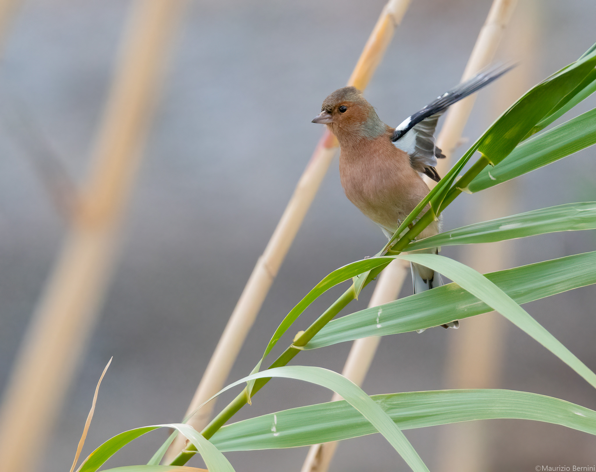 Chaffinch takes flight