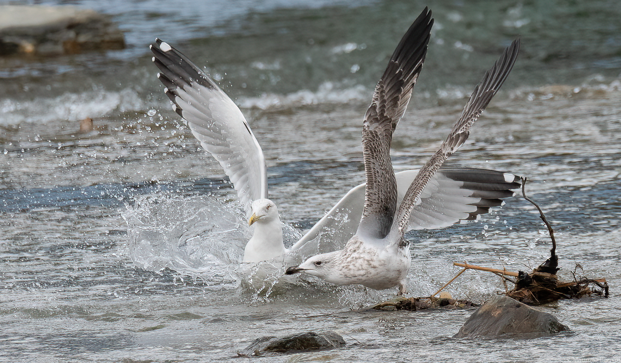 Gulls