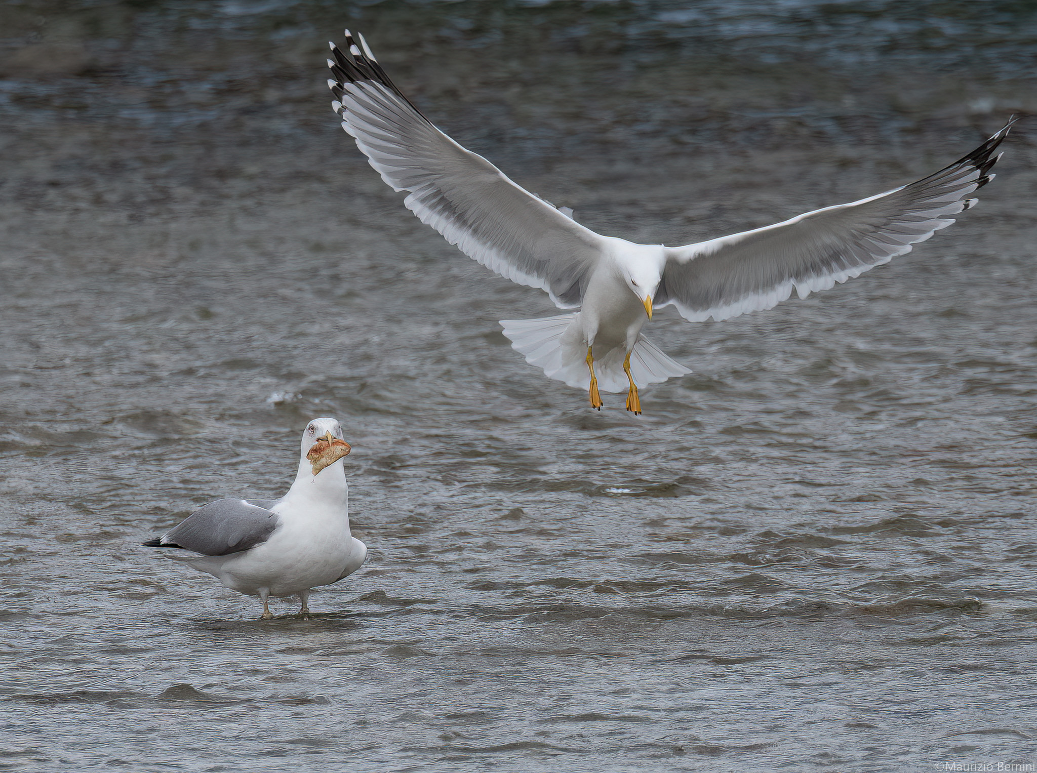 Gulls
