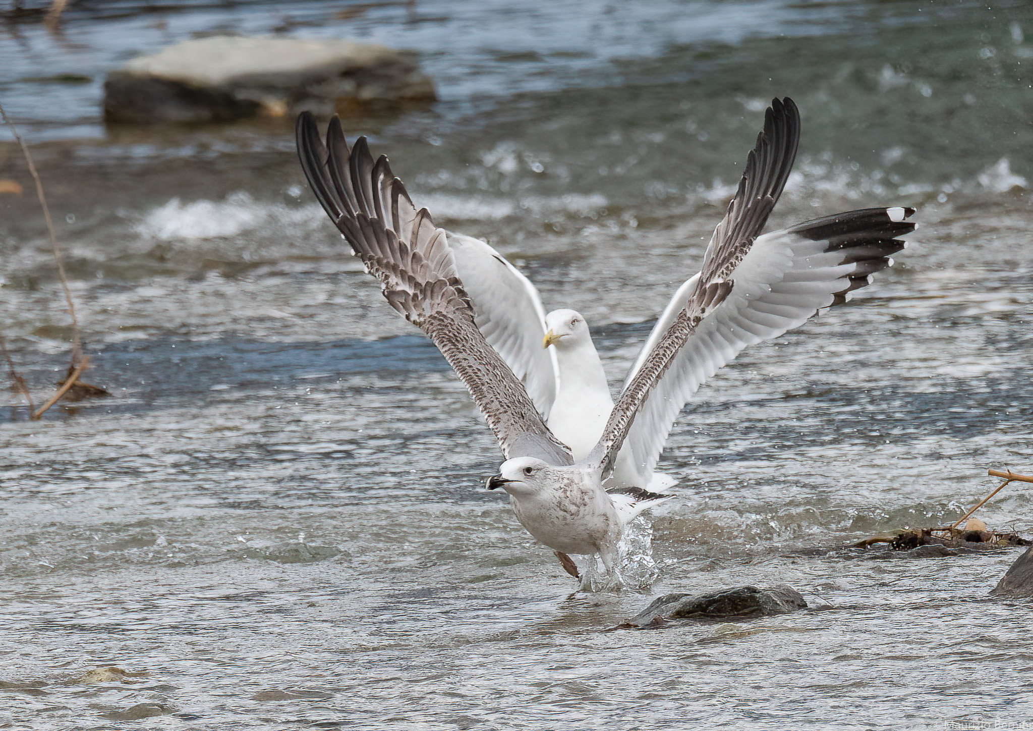 Gulls