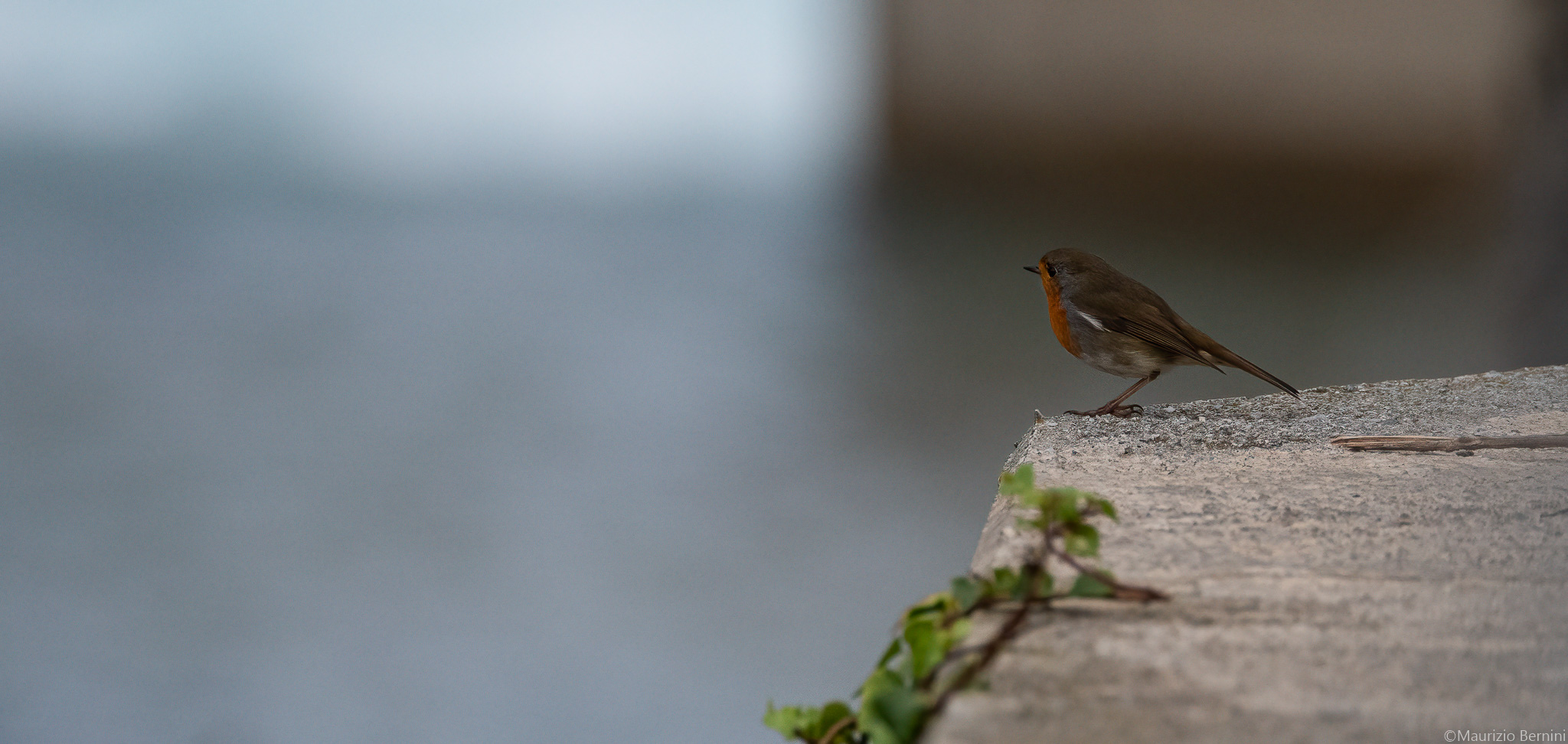 Robin