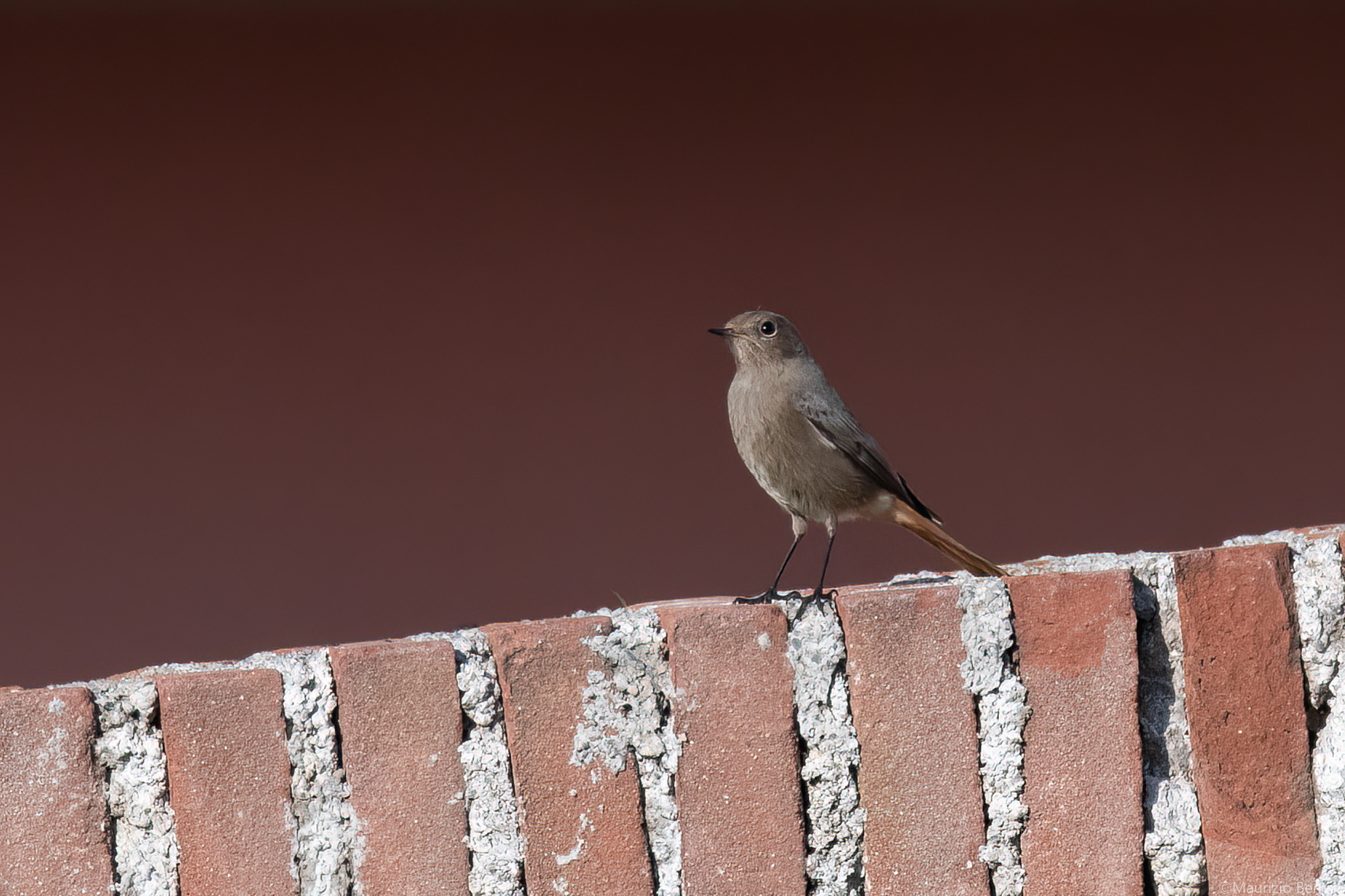 Redstart Female
