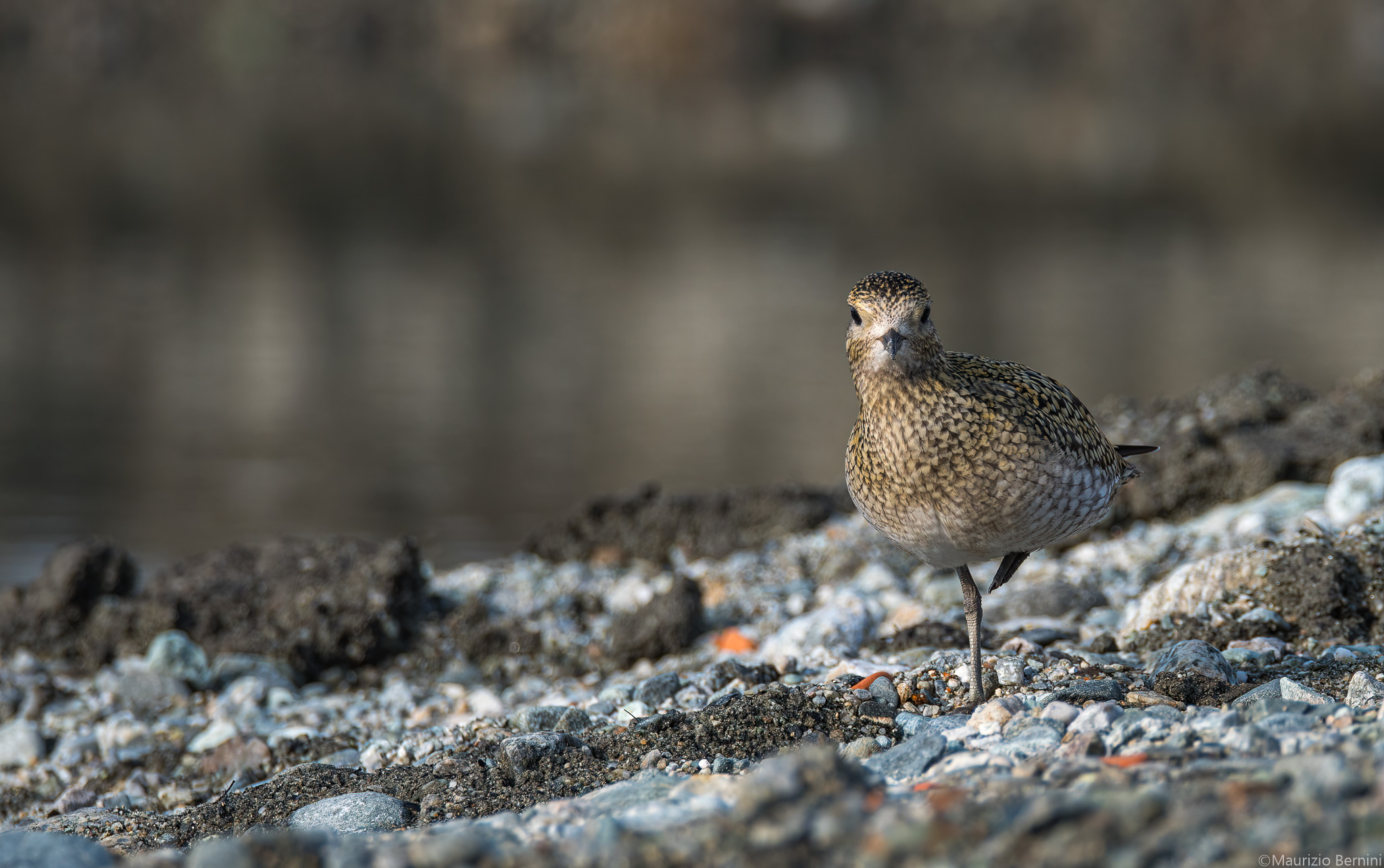 Golden Plover