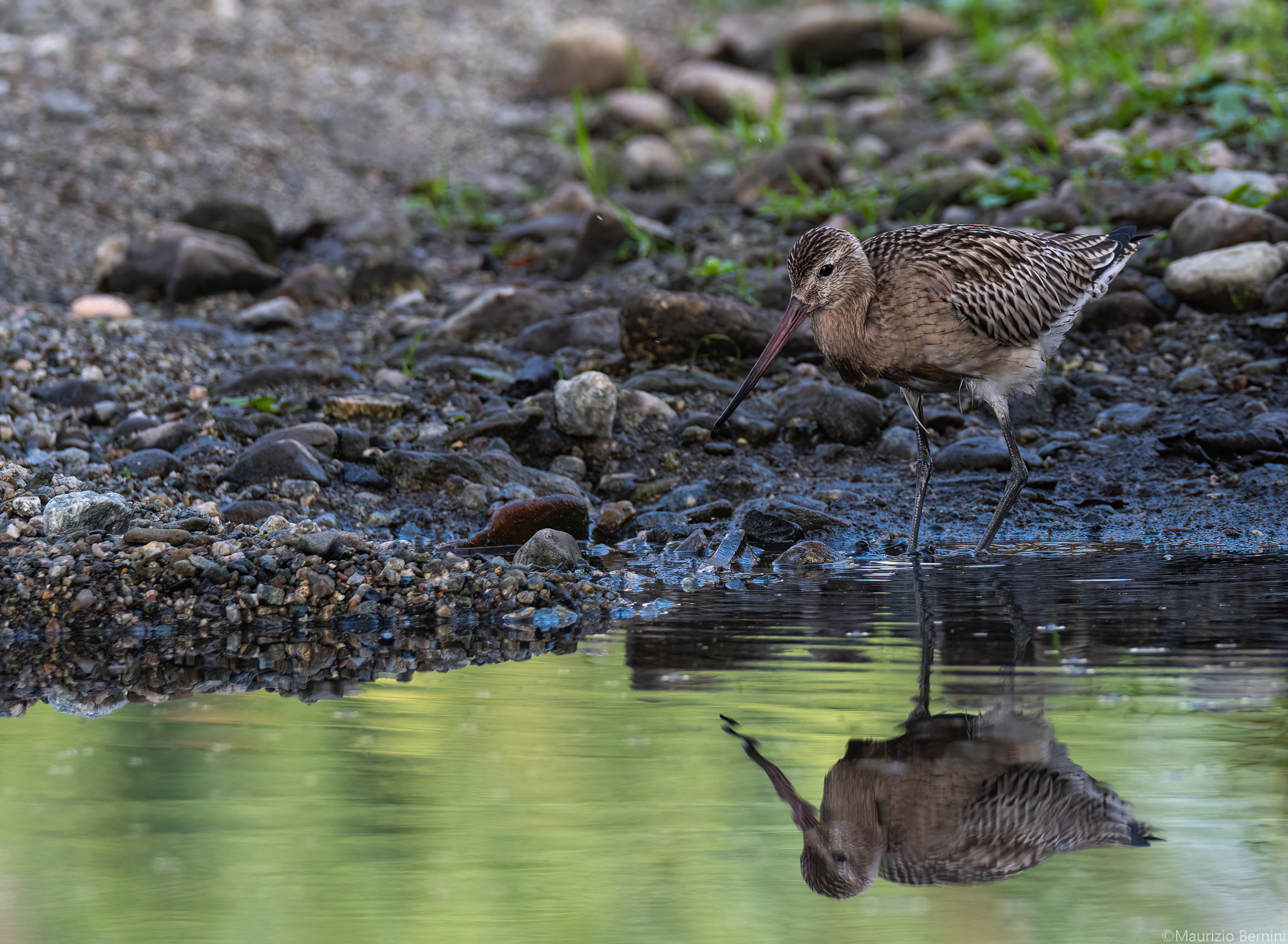 Bar-tailed godwit
