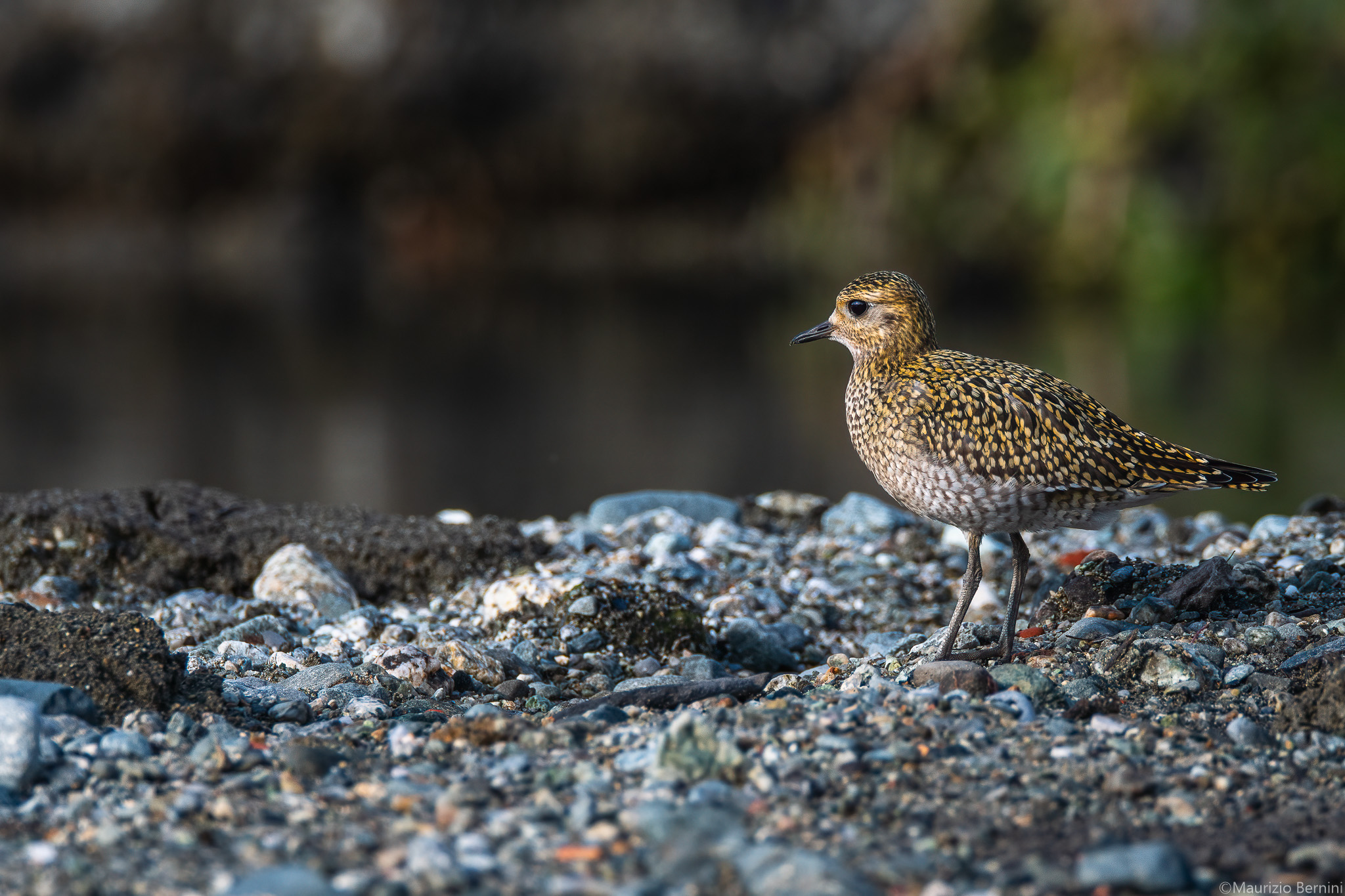 Golden Plover