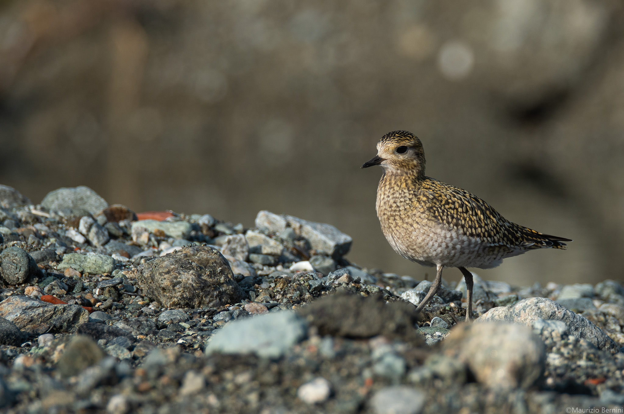 Golden Plover