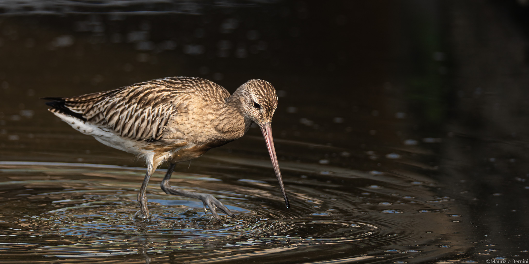 Bar-tailed godwit