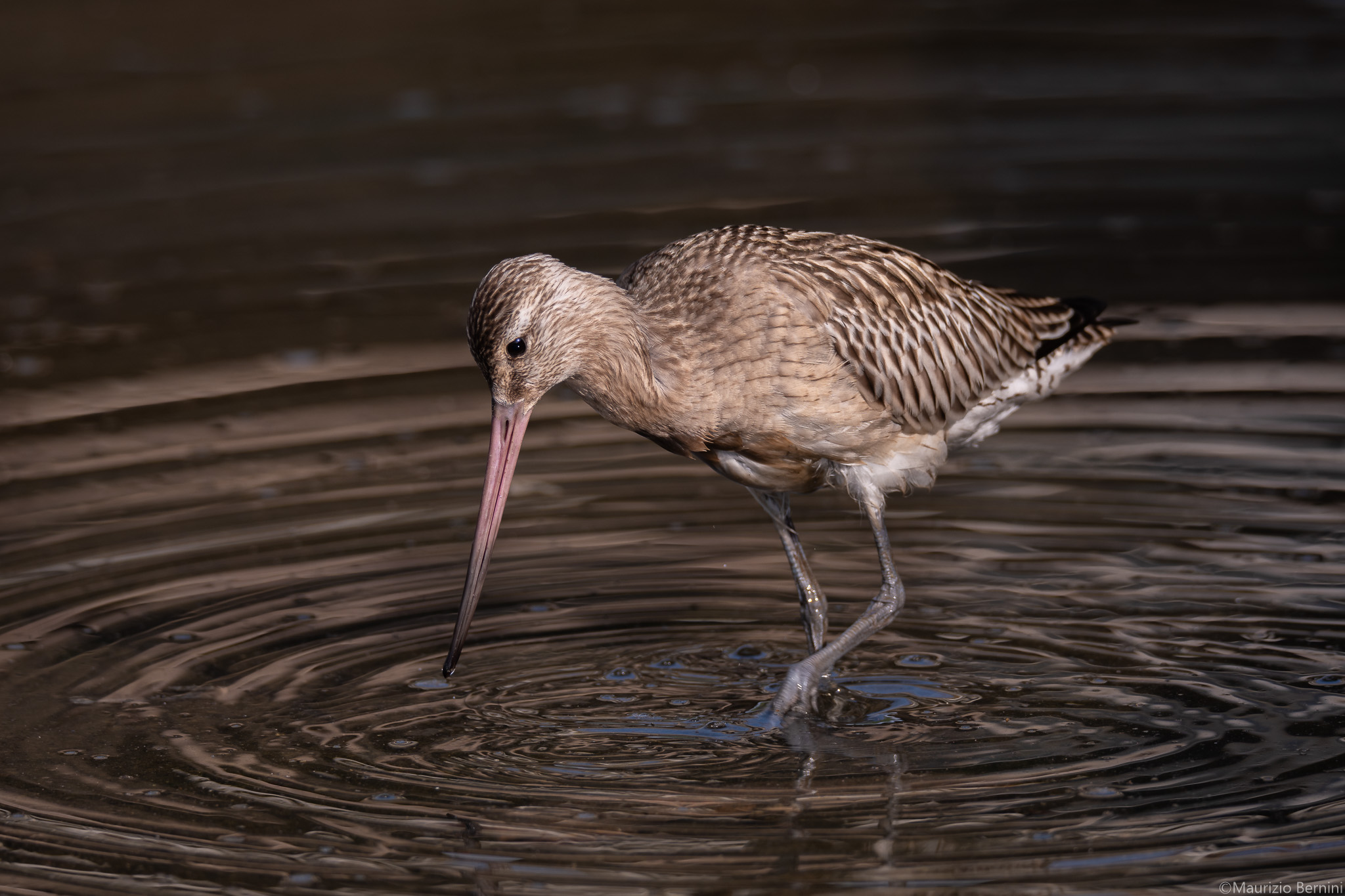 Bar-tailed godwit