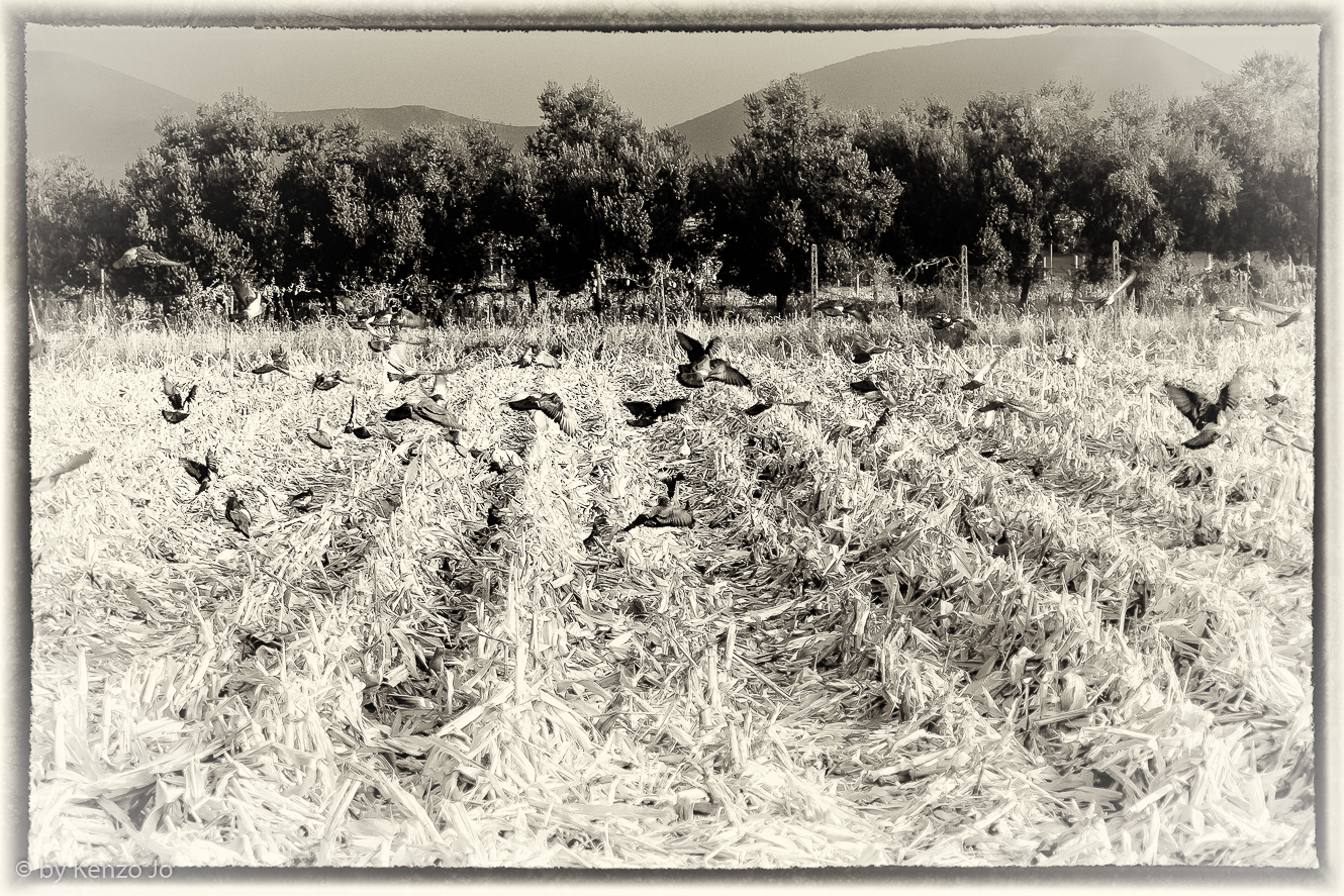Che ne sai tu di un campo di grano....