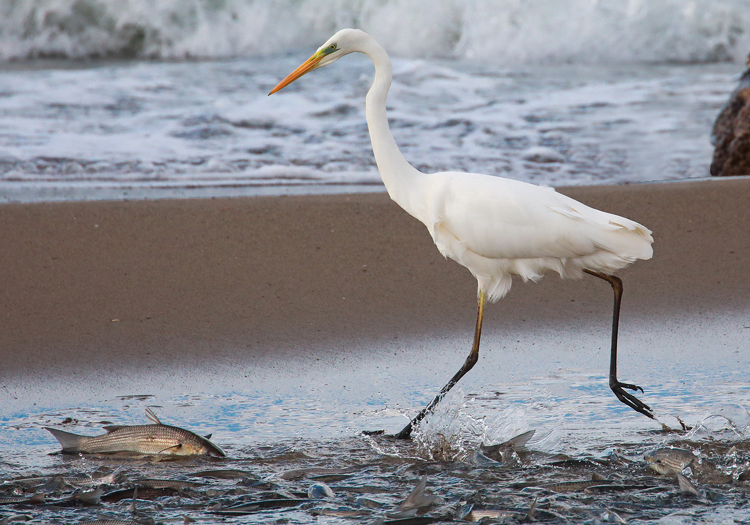 airone bianco maggiore:la manna.